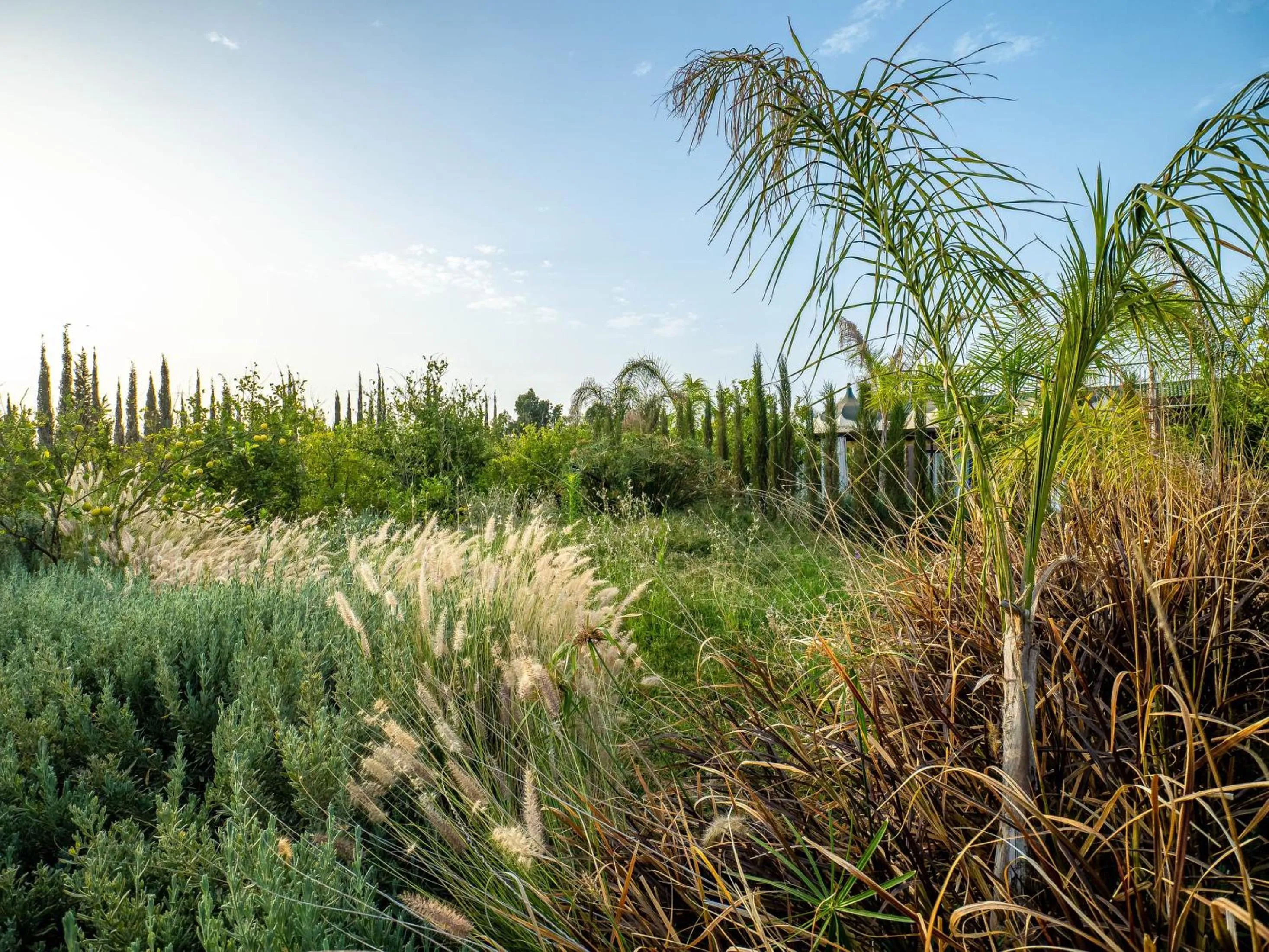 Spring in The Lemonary Marrakech