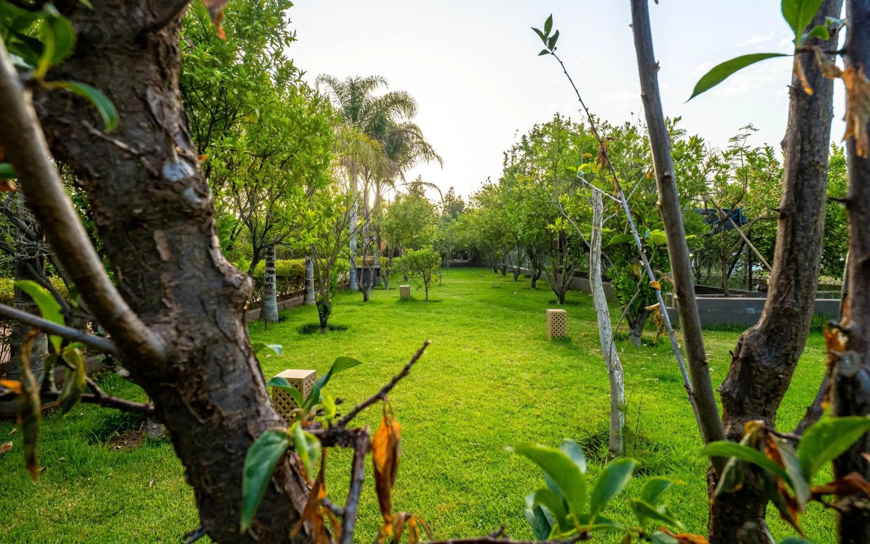 Spring in The Lemonary Marrakech