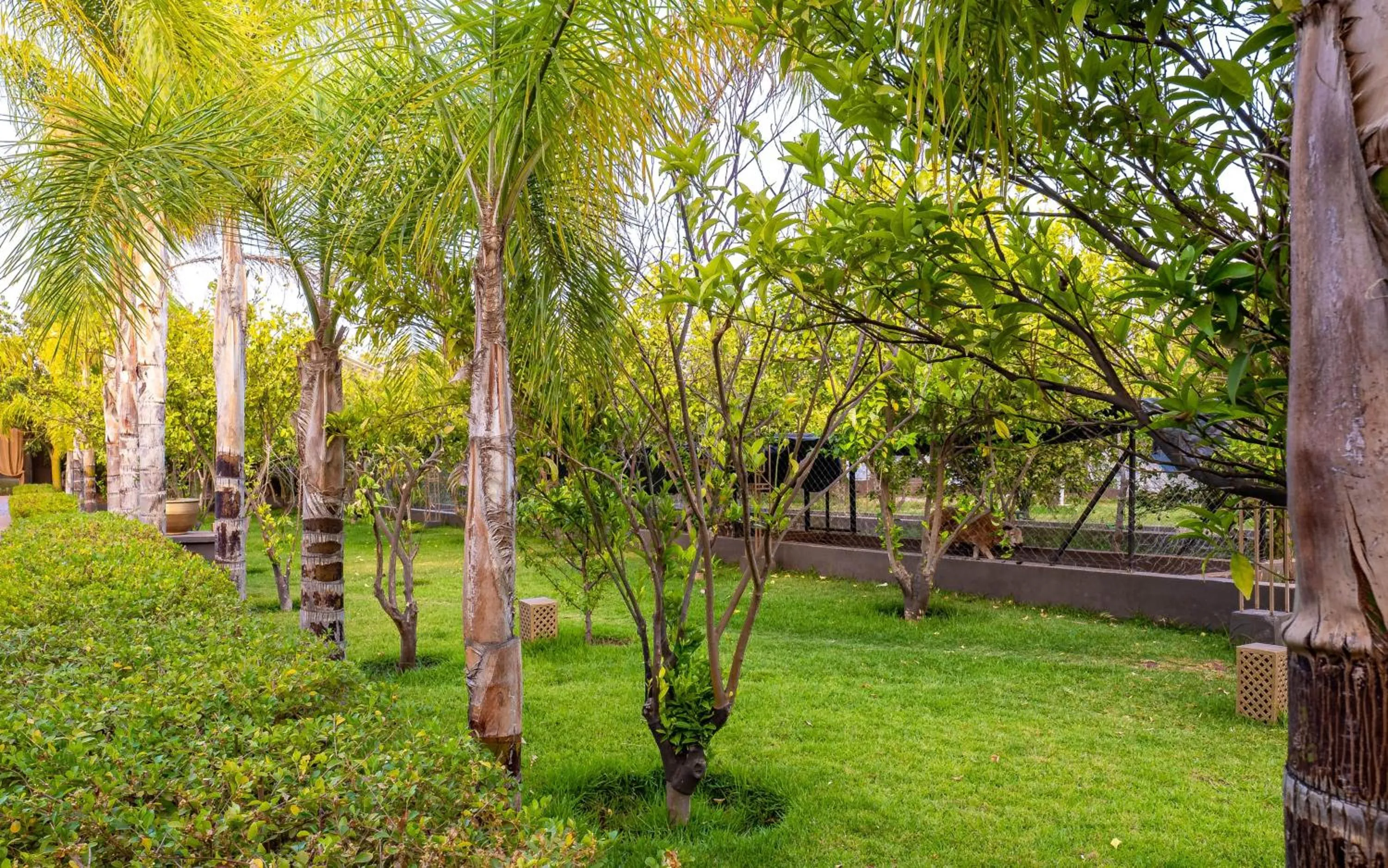 Spring in The Lemonary Marrakech