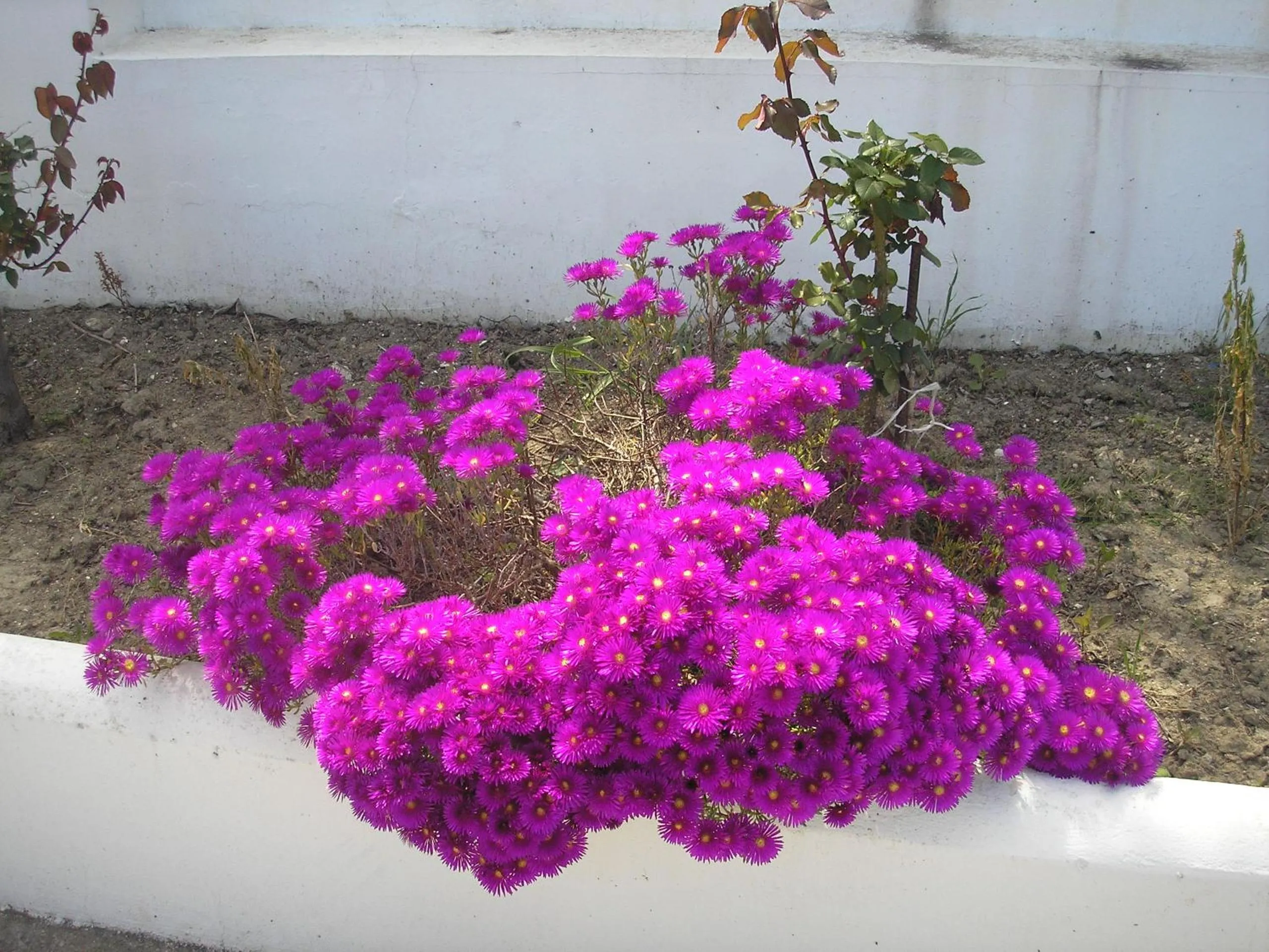 Garden in Nephele Apartments
