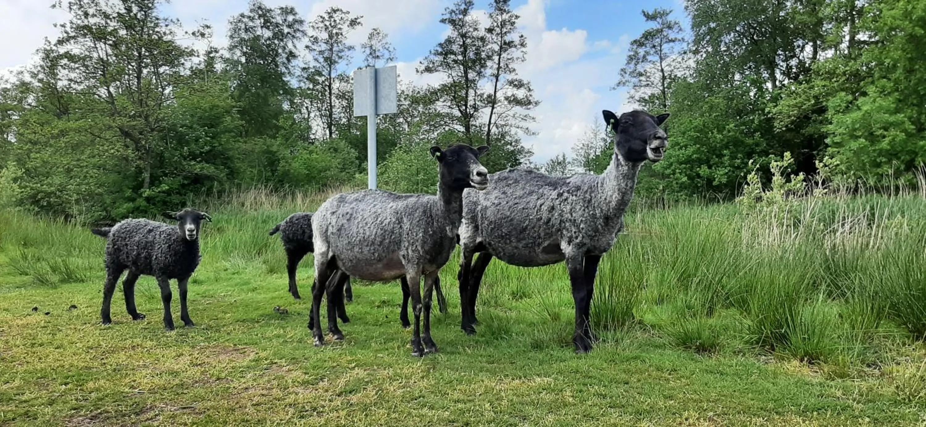 Natural landscape in 't Bûtefjild