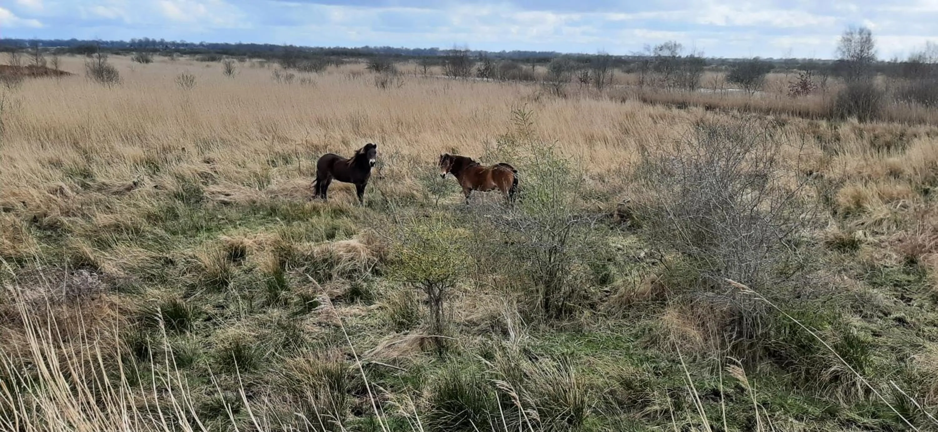 Natural landscape in 't Bûtefjild