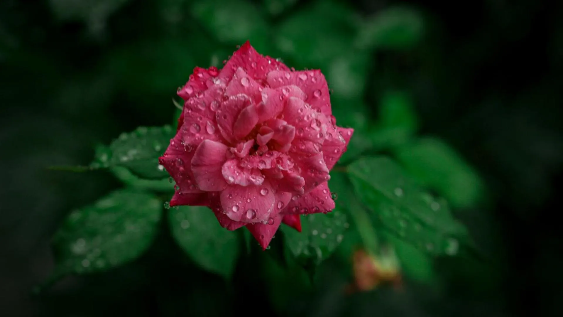 Garden in Hotel Mountain View - Lakeside Pokhara