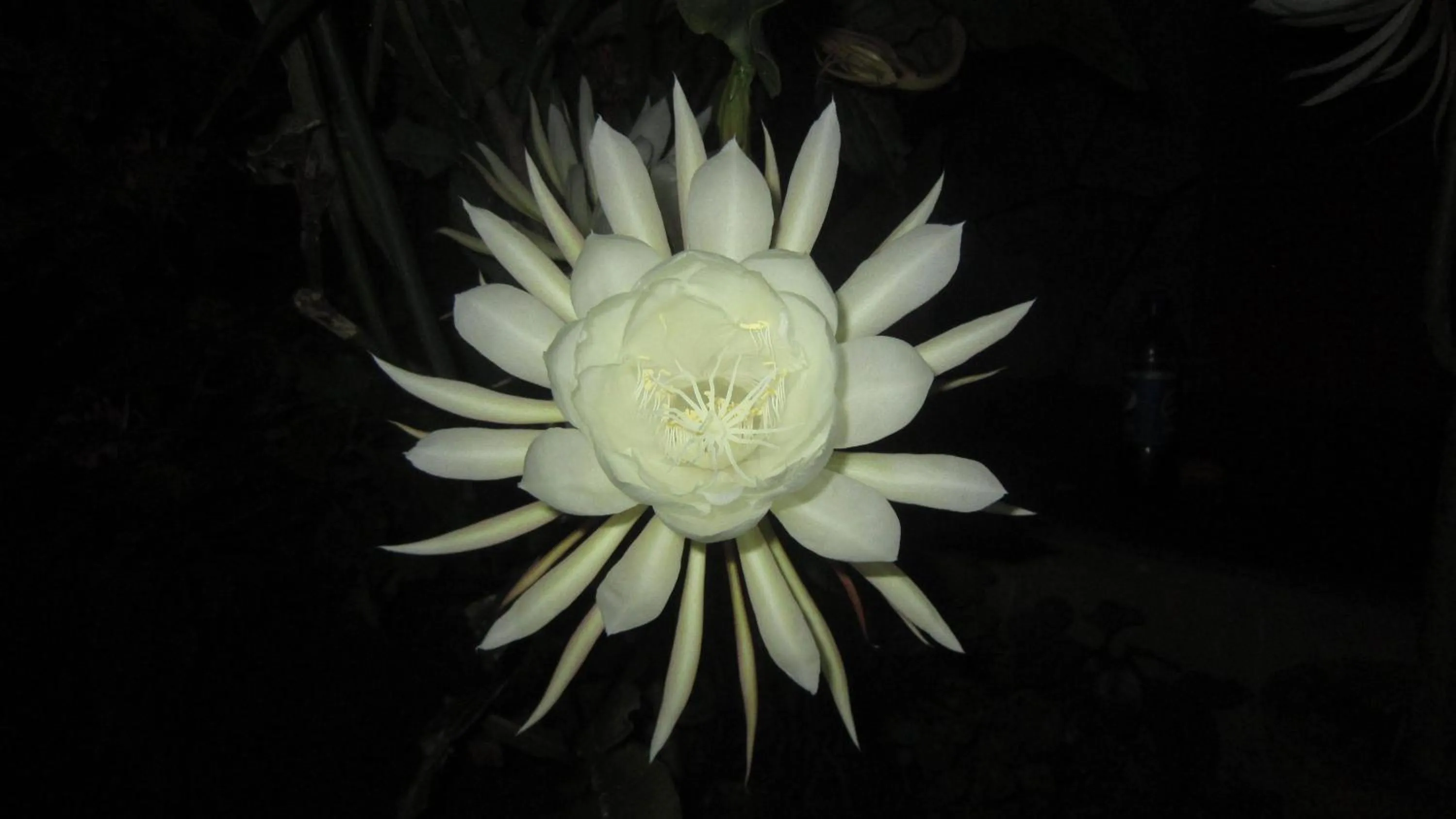 Other in Hotel Mountain View - Lakeside Pokhara