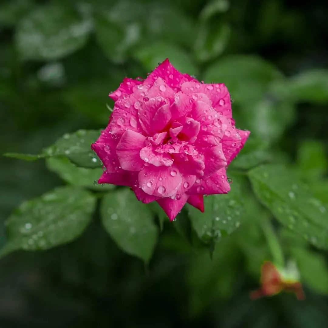 Day in Hotel Mountain View - Lakeside Pokhara