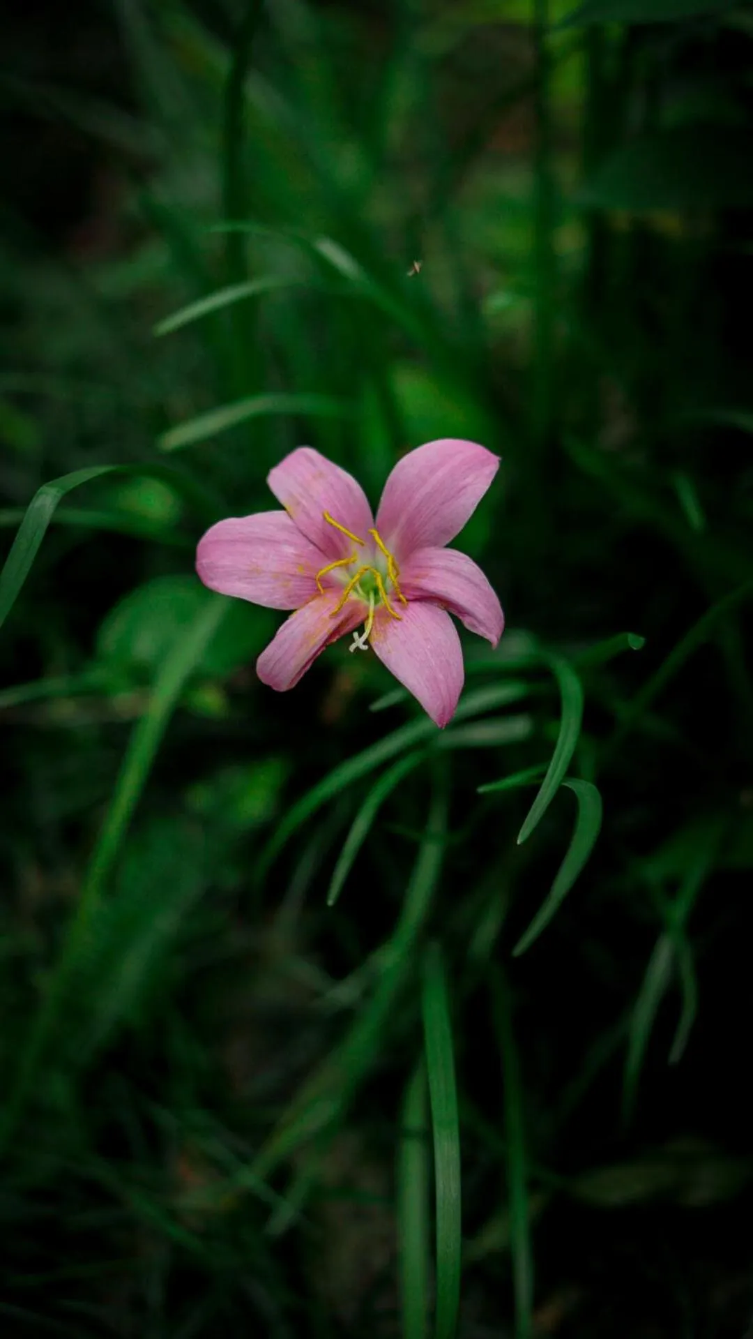 Garden in Hotel Mountain View - Lakeside Pokhara