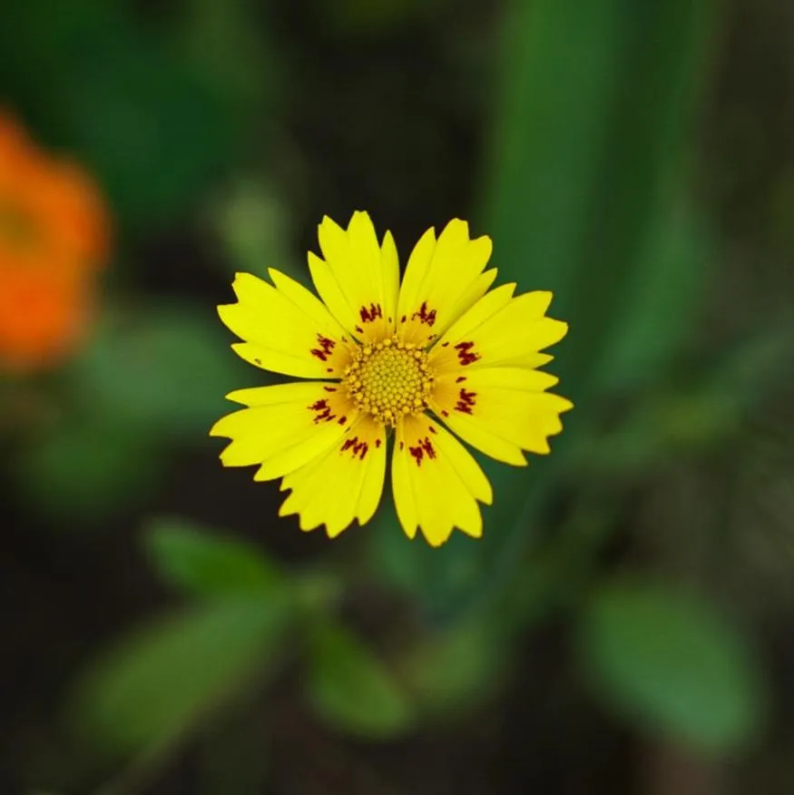 Spring in Hotel Mountain View - Lakeside Pokhara