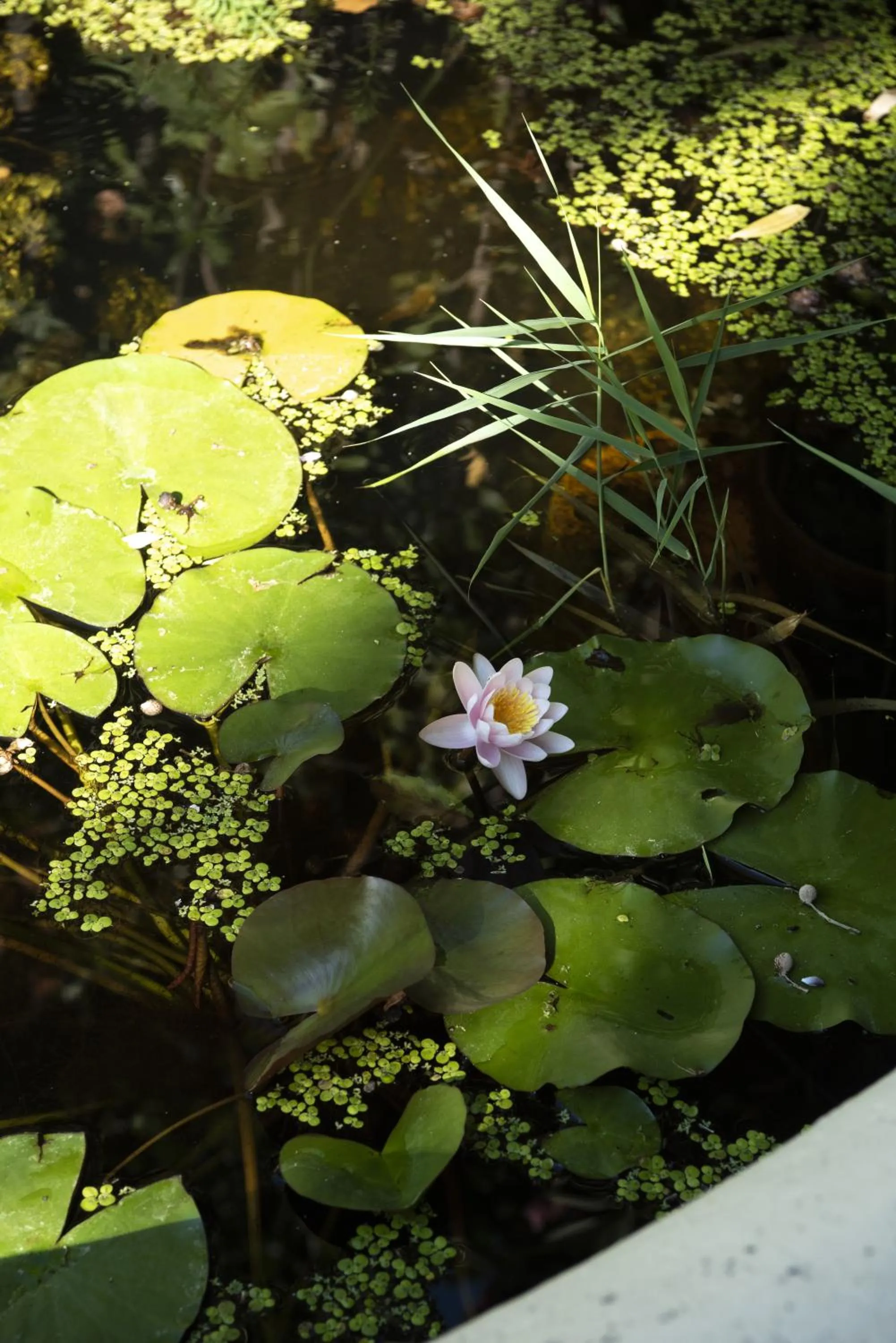 Garden in Hotel Parma e Oriente Wellness & Spa
