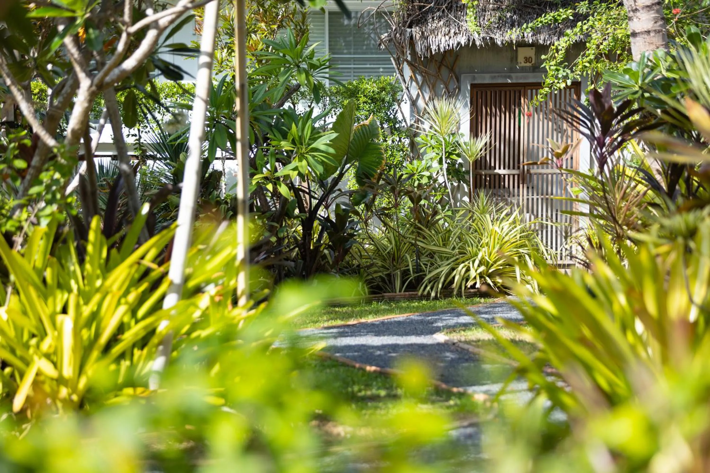 Garden in King's Garden Resort - SHA Plus