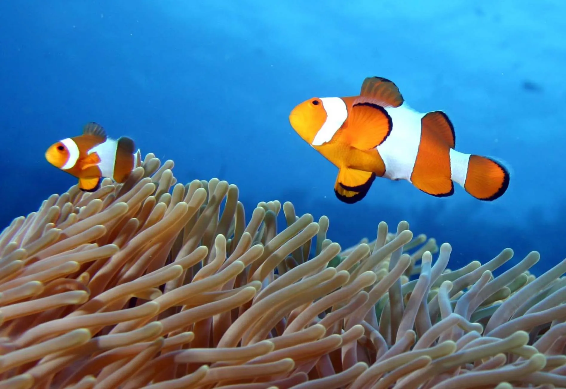 Snorkeling in Lutwala Bungalows and Private Villa