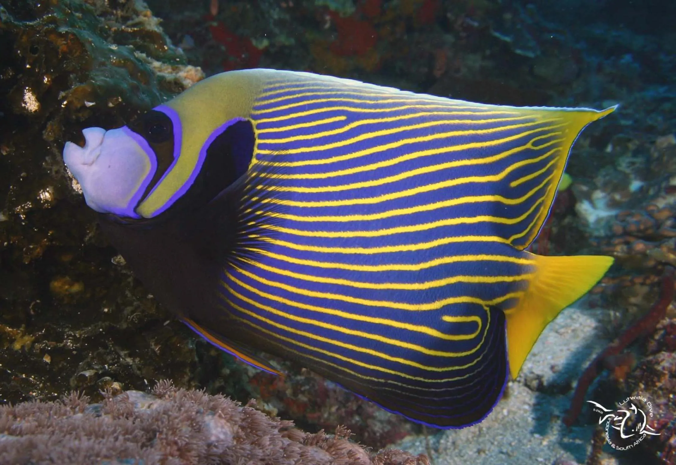 Snorkeling in Lutwala Bungalows and Private Villa
