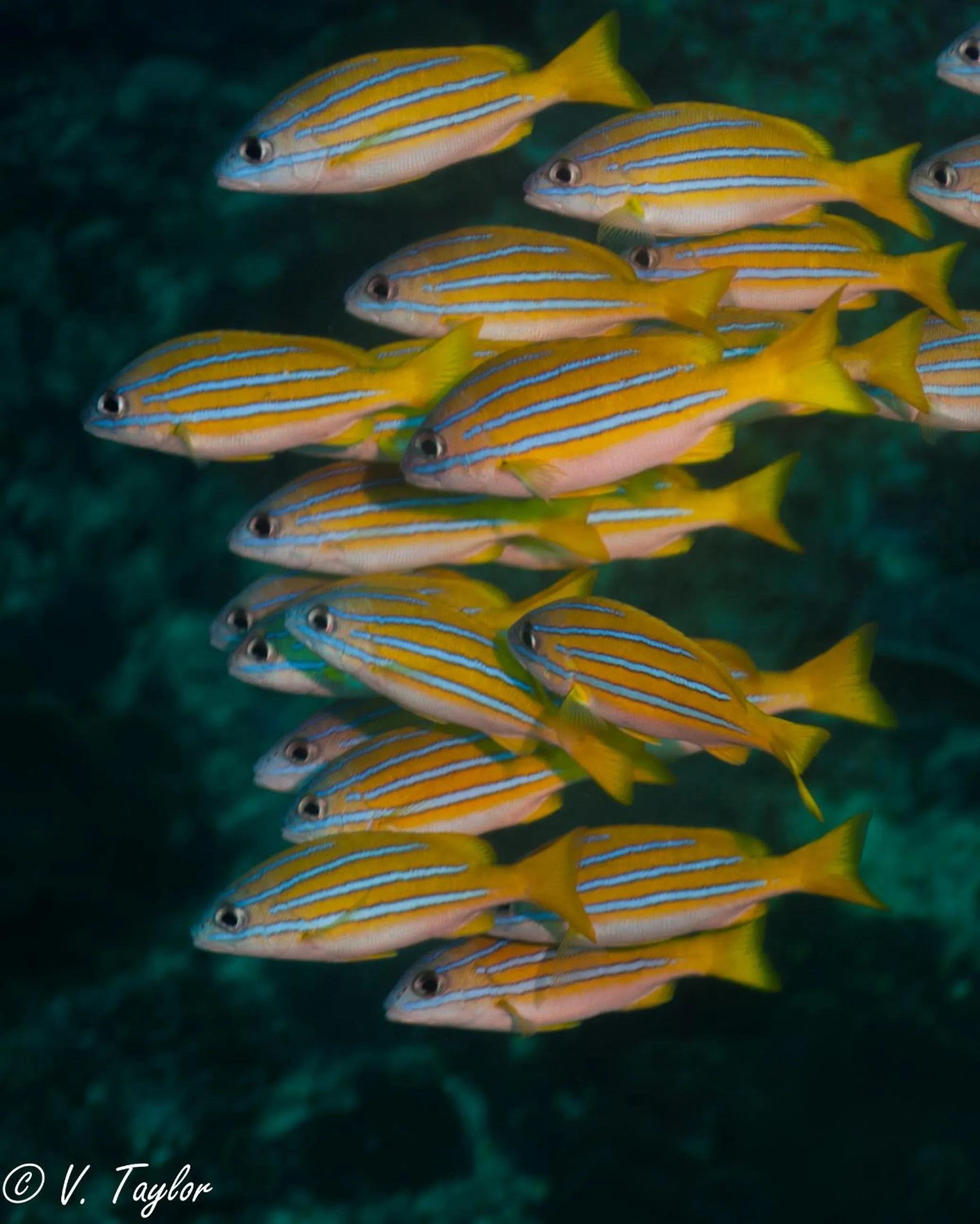 Snorkeling in Lutwala Bungalows and Private Villa