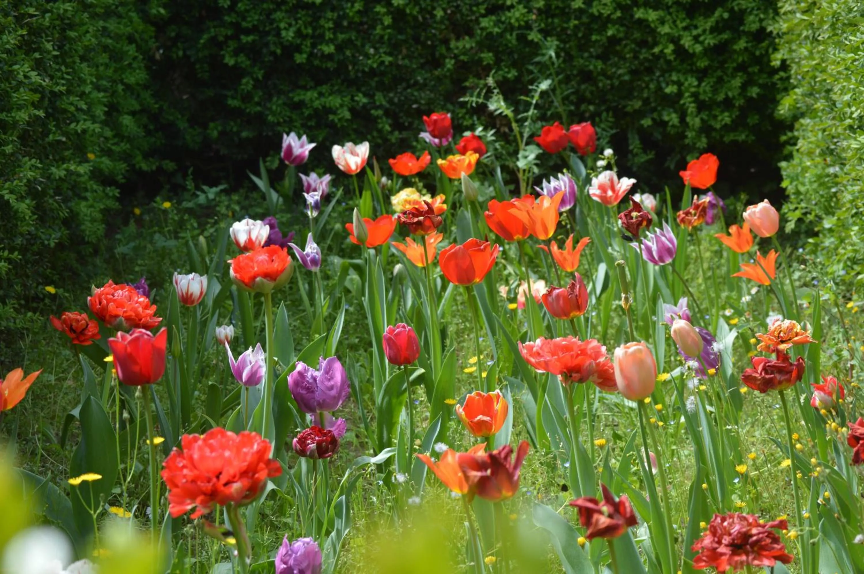 Garden in Hotel Villa San Lucchese