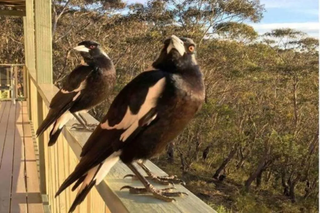 Narrow Neck Lodge