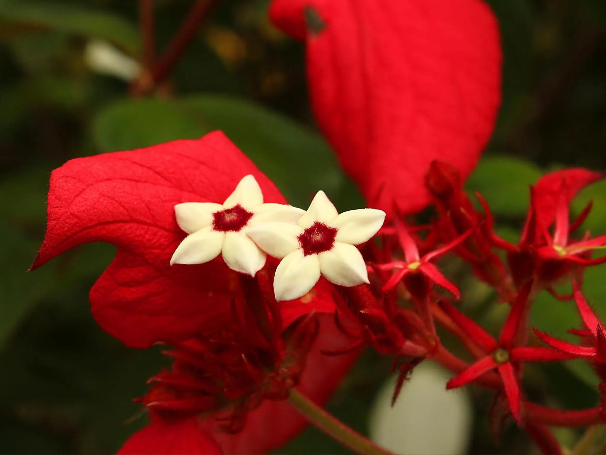 Garden in Guappo Socorro
