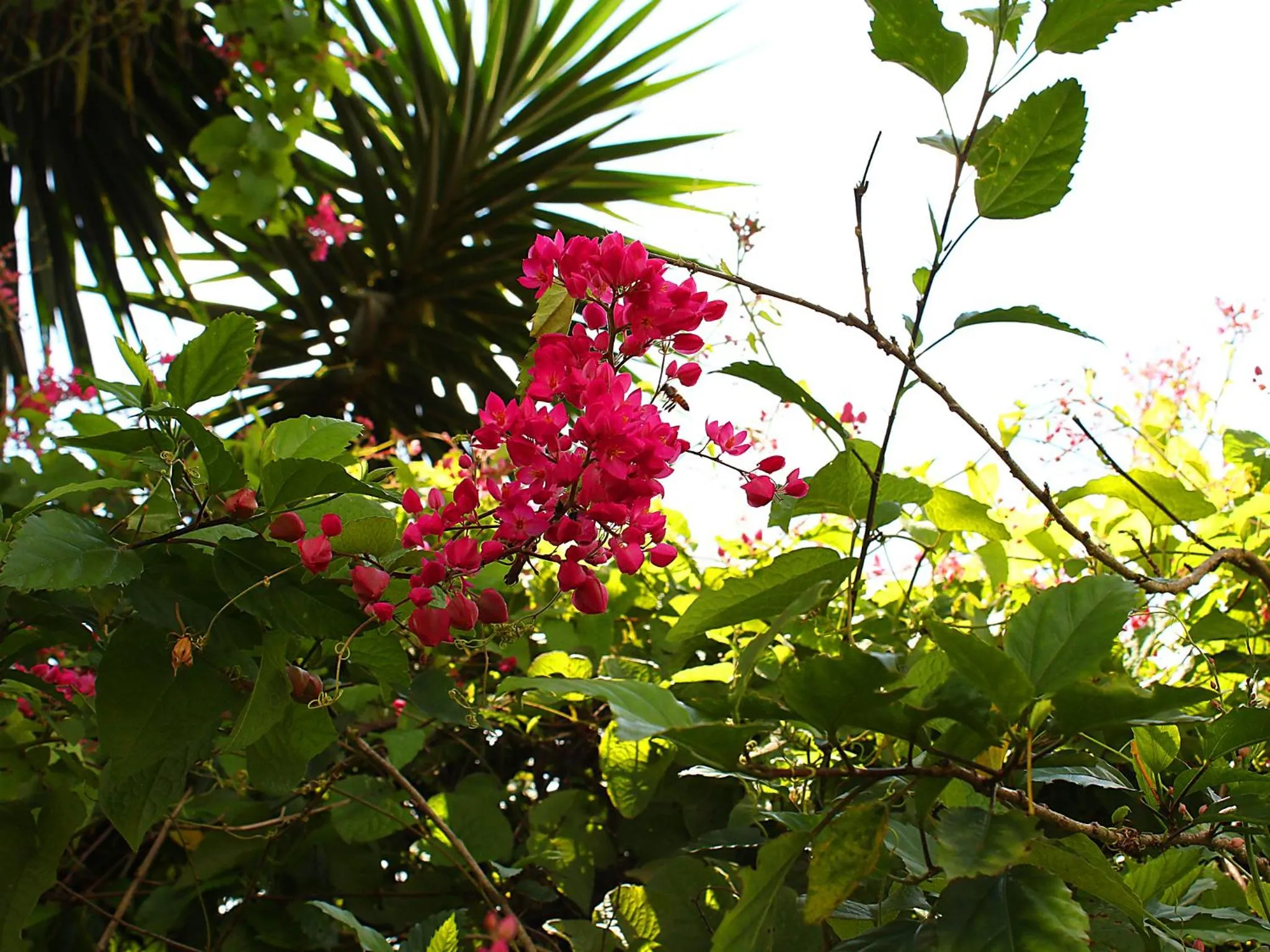 Garden in Guappo Socorro