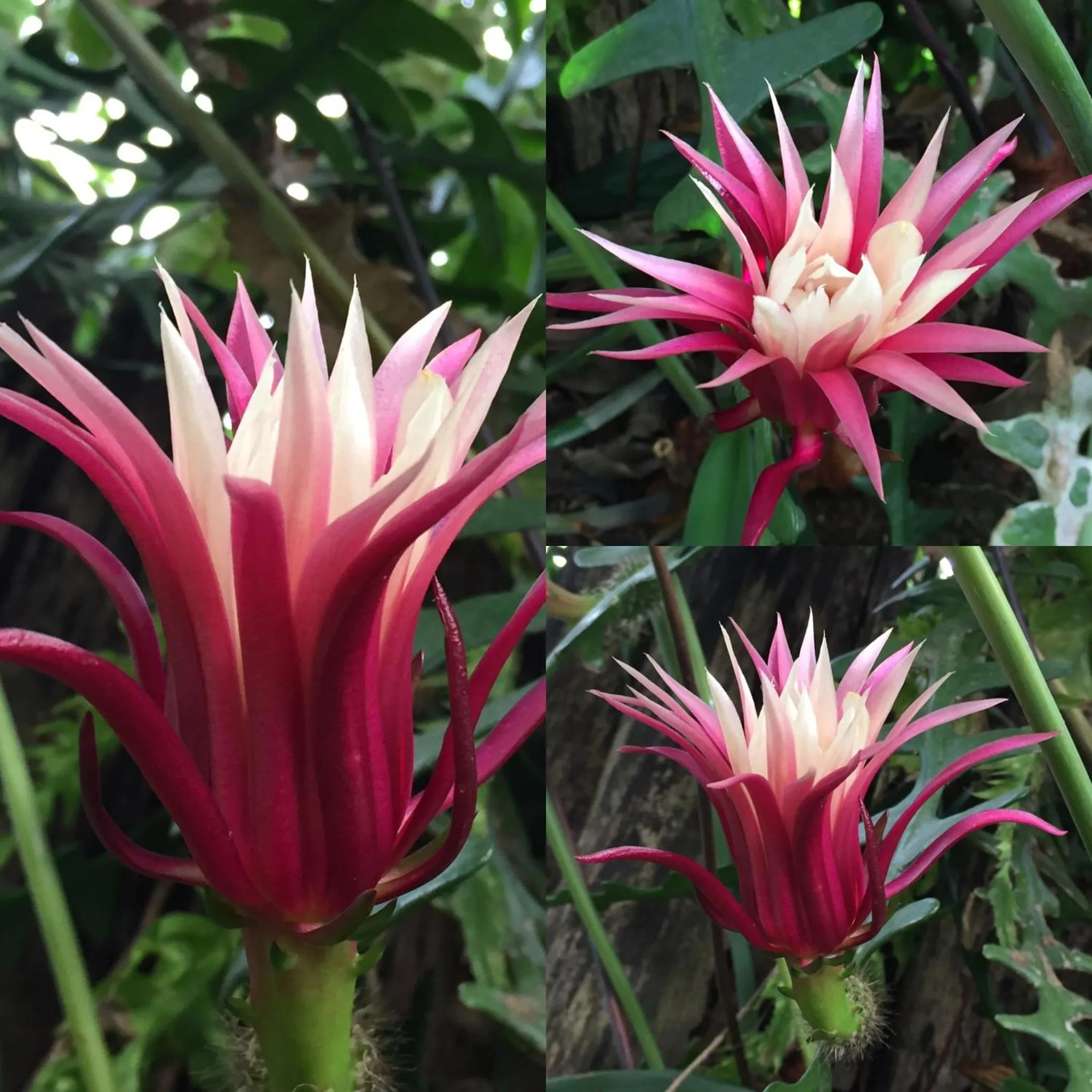 Garden in Guappo Socorro