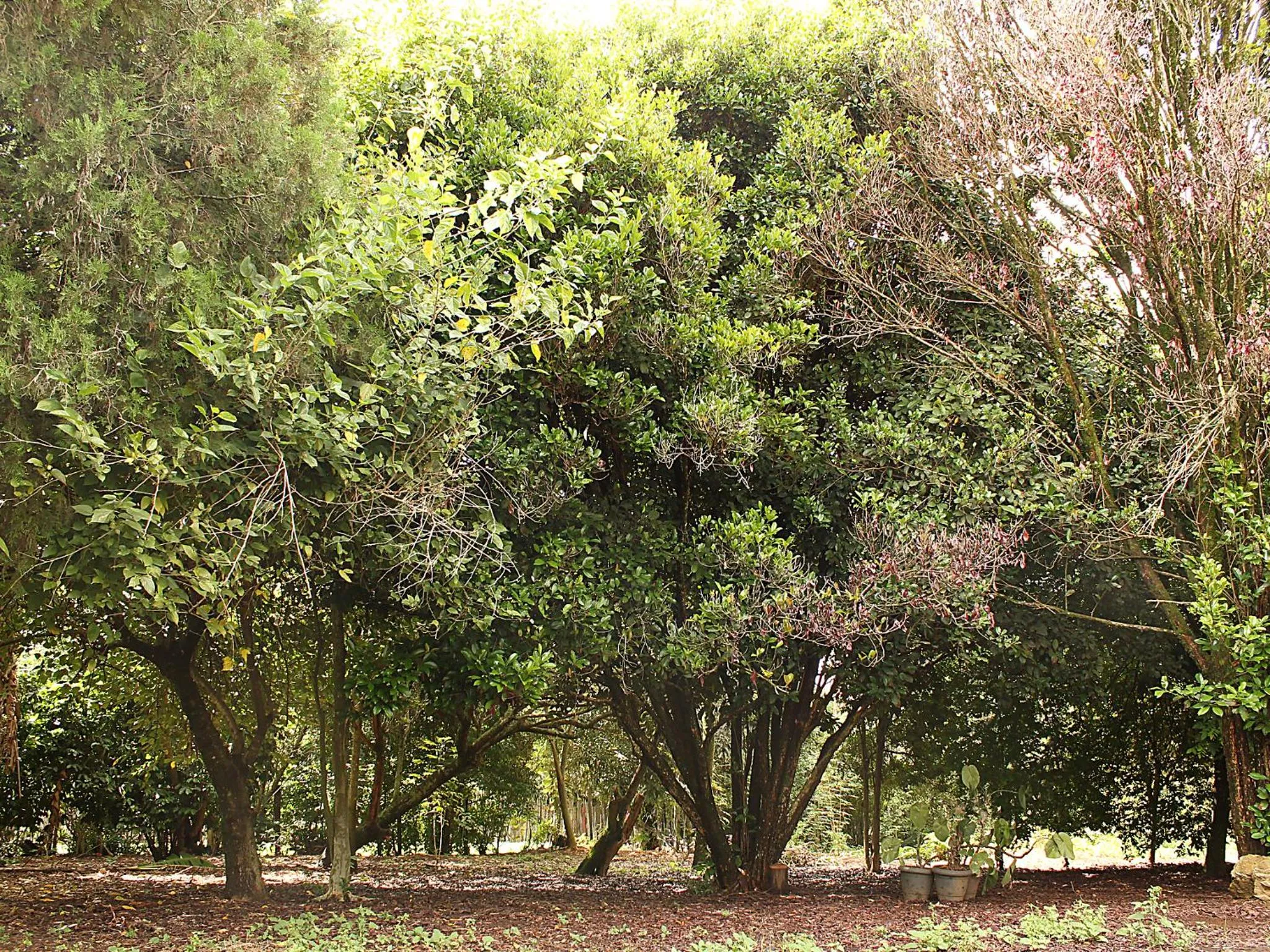 Garden in Guappo Socorro