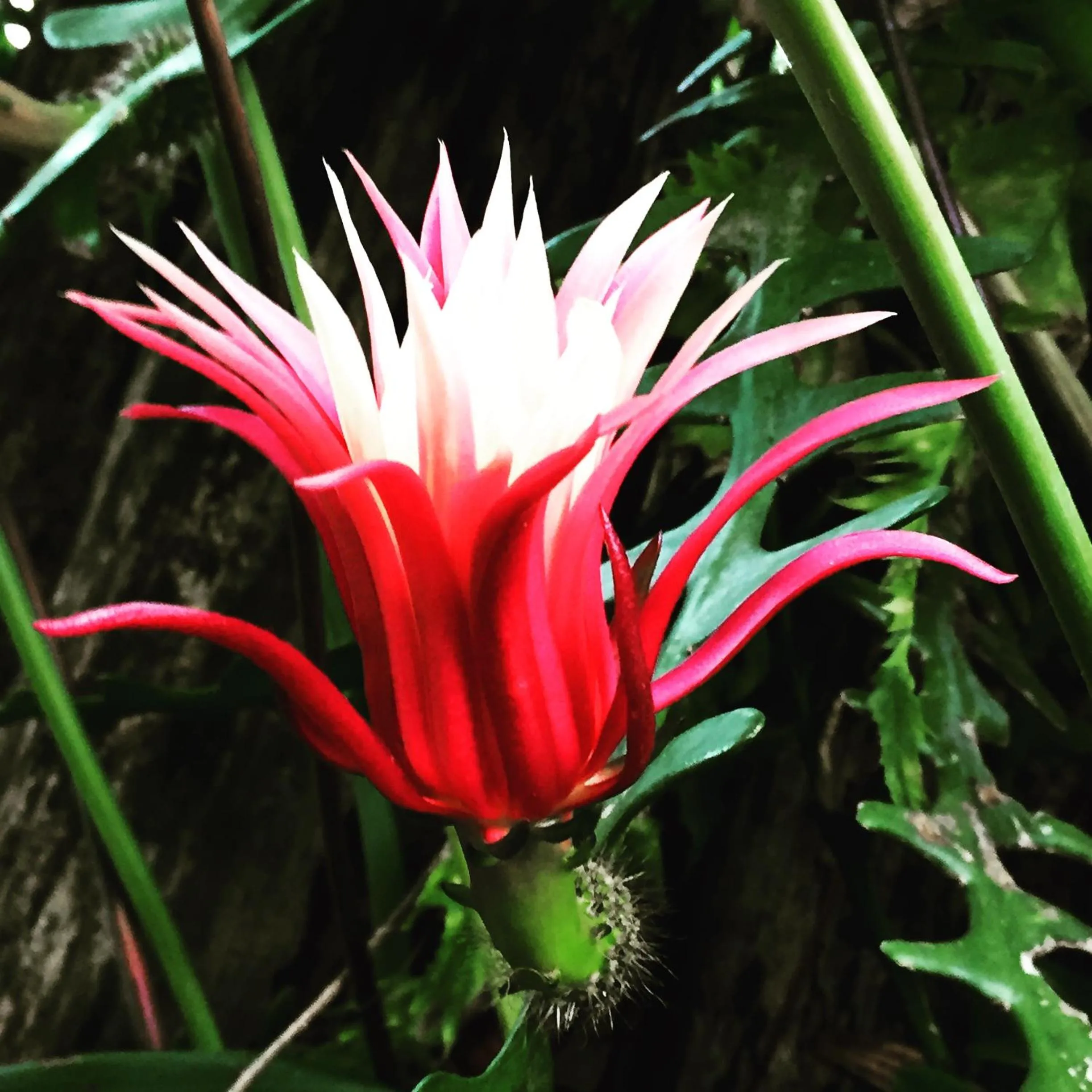 Garden in Guappo Socorro