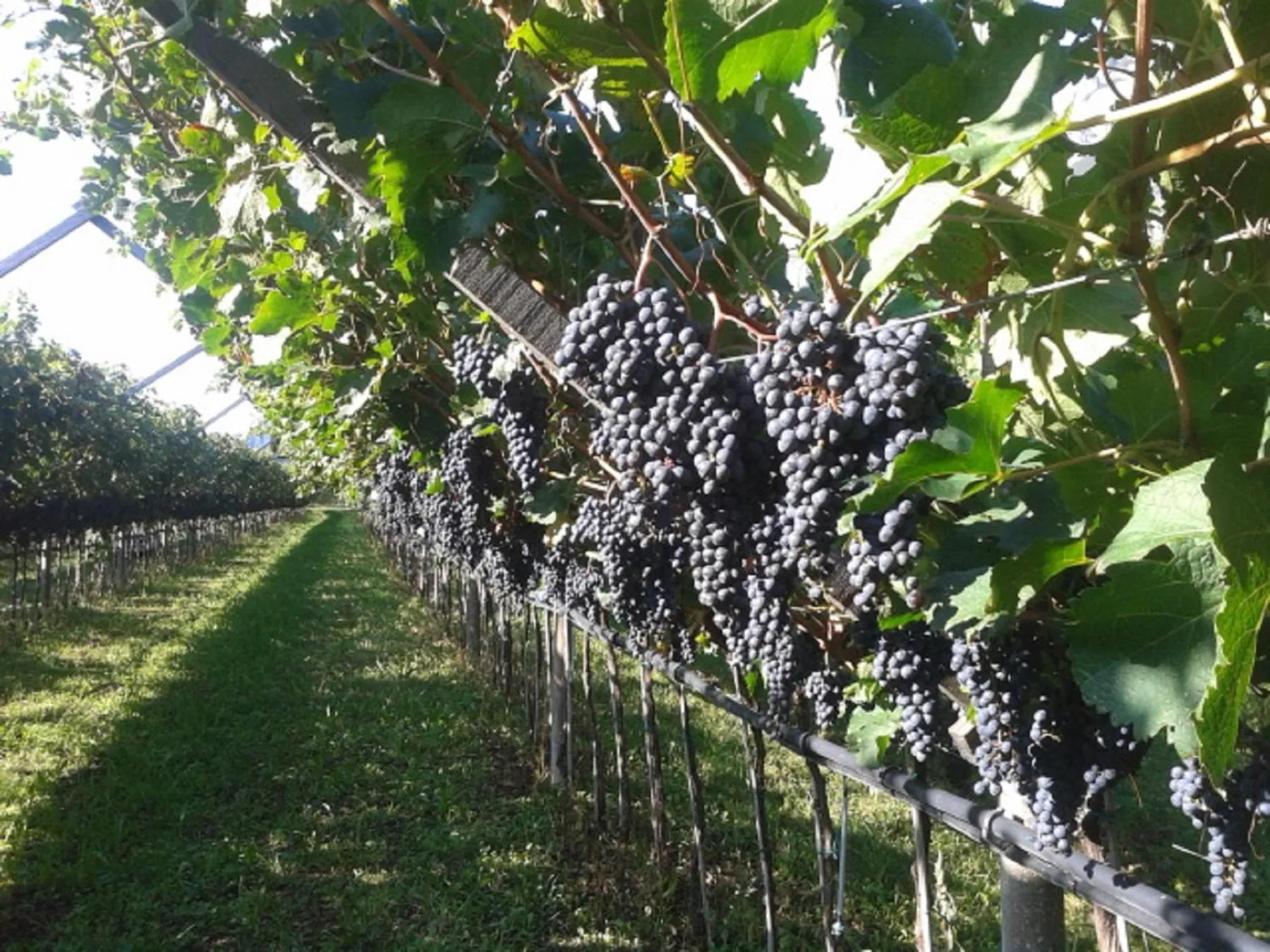 Natural landscape in Residence La Colombera