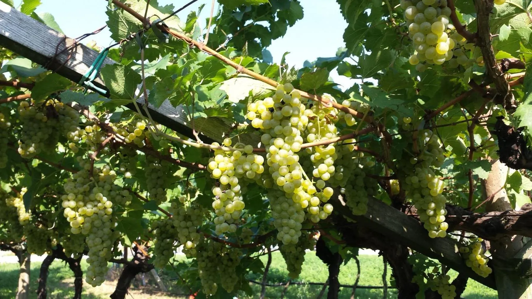 Natural landscape in Residence La Colombera
