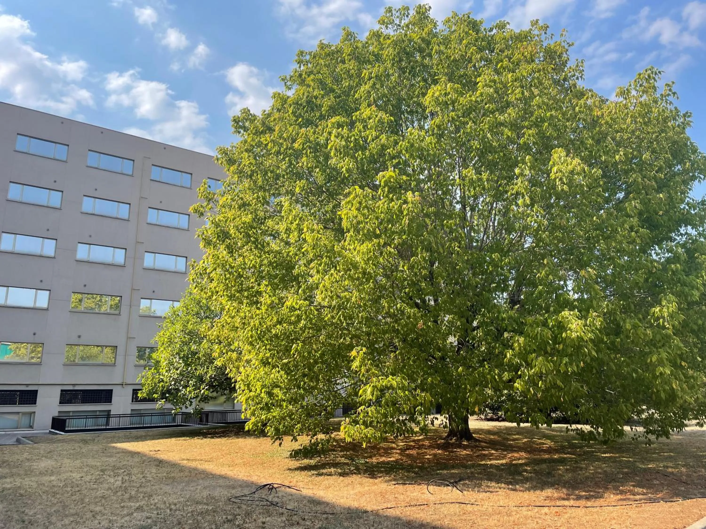 Garden view in Residence Hotel Torino Uno