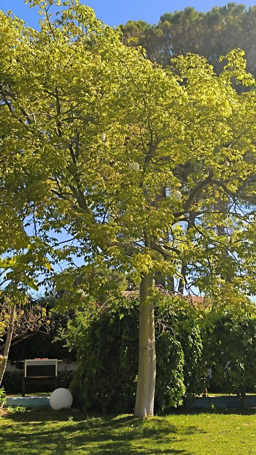Garden in Stella del mare Apartments