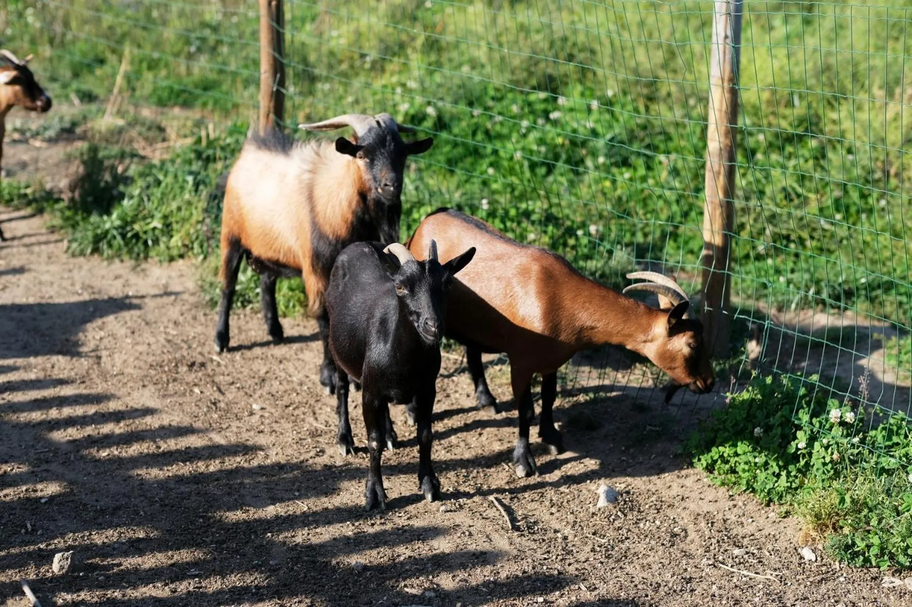 Pets in Aldeia da Quinta do Paço - Turismo rural Santo Tirso
