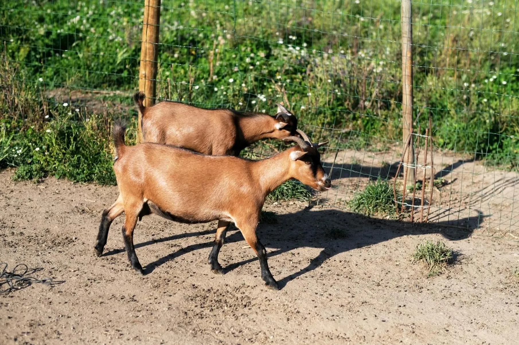 Animals in Aldeia da Quinta do Paço - Turismo rural Santo Tirso