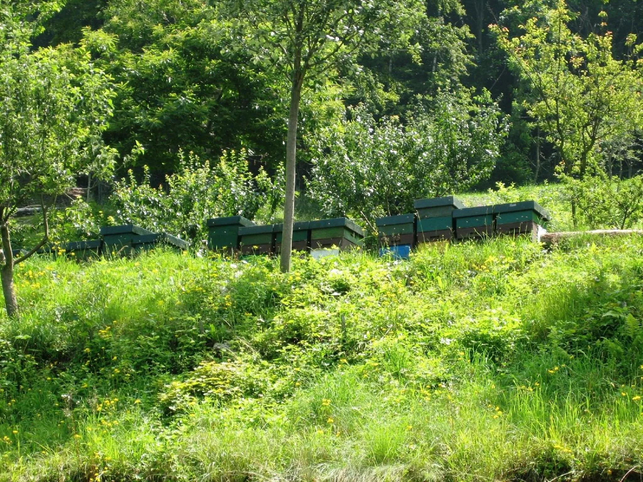 Other in Agriturismo Al Marnich