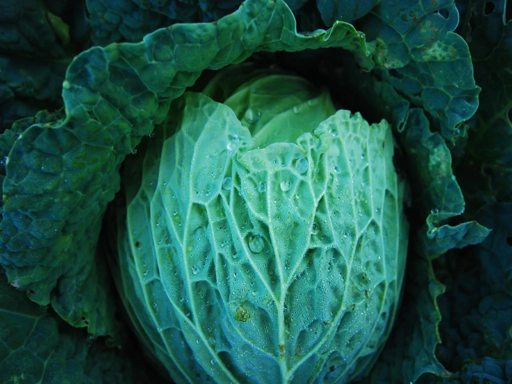 Garden in Agriturismo Al Marnich
