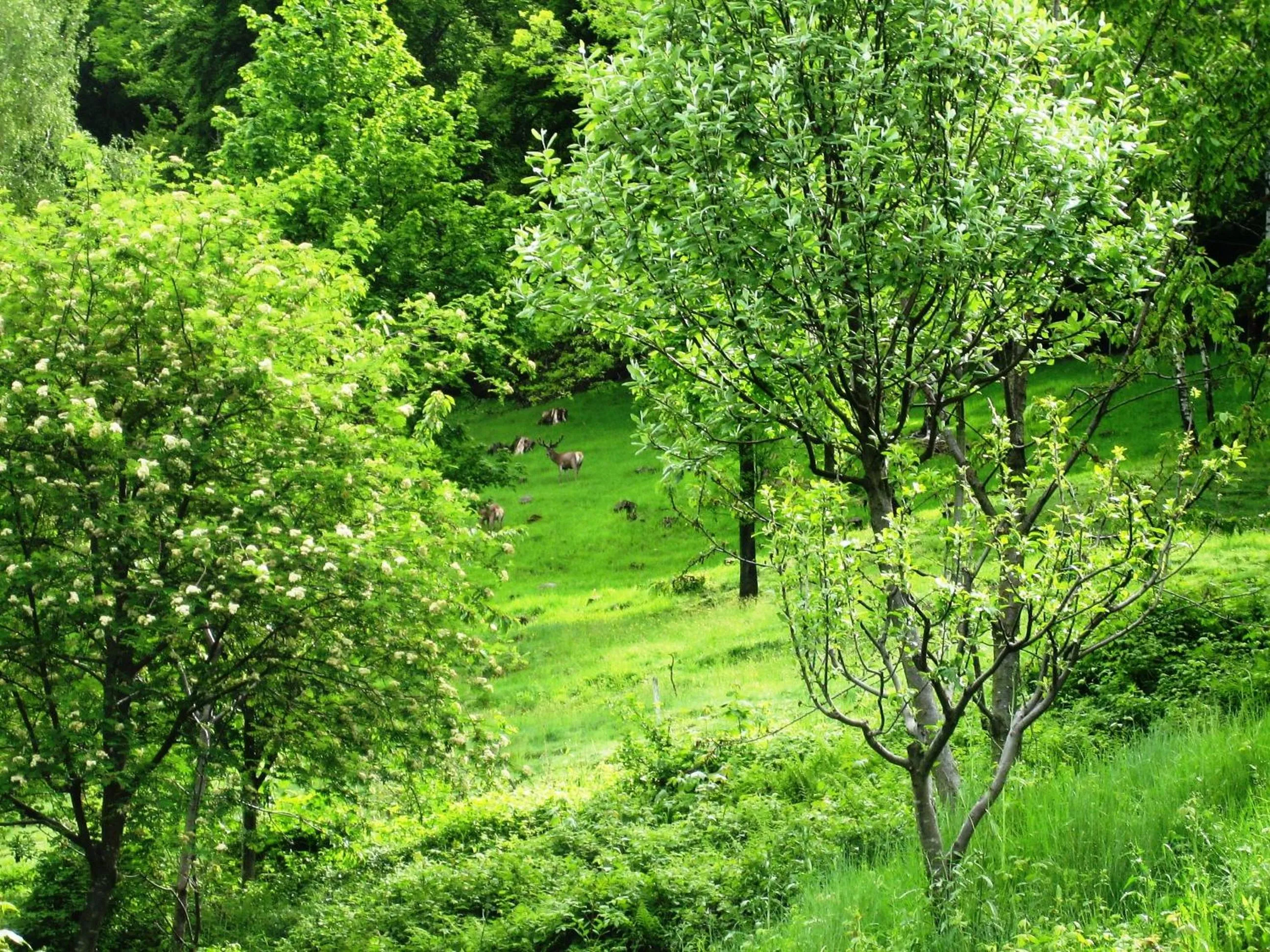 Spring in Agriturismo Al Marnich