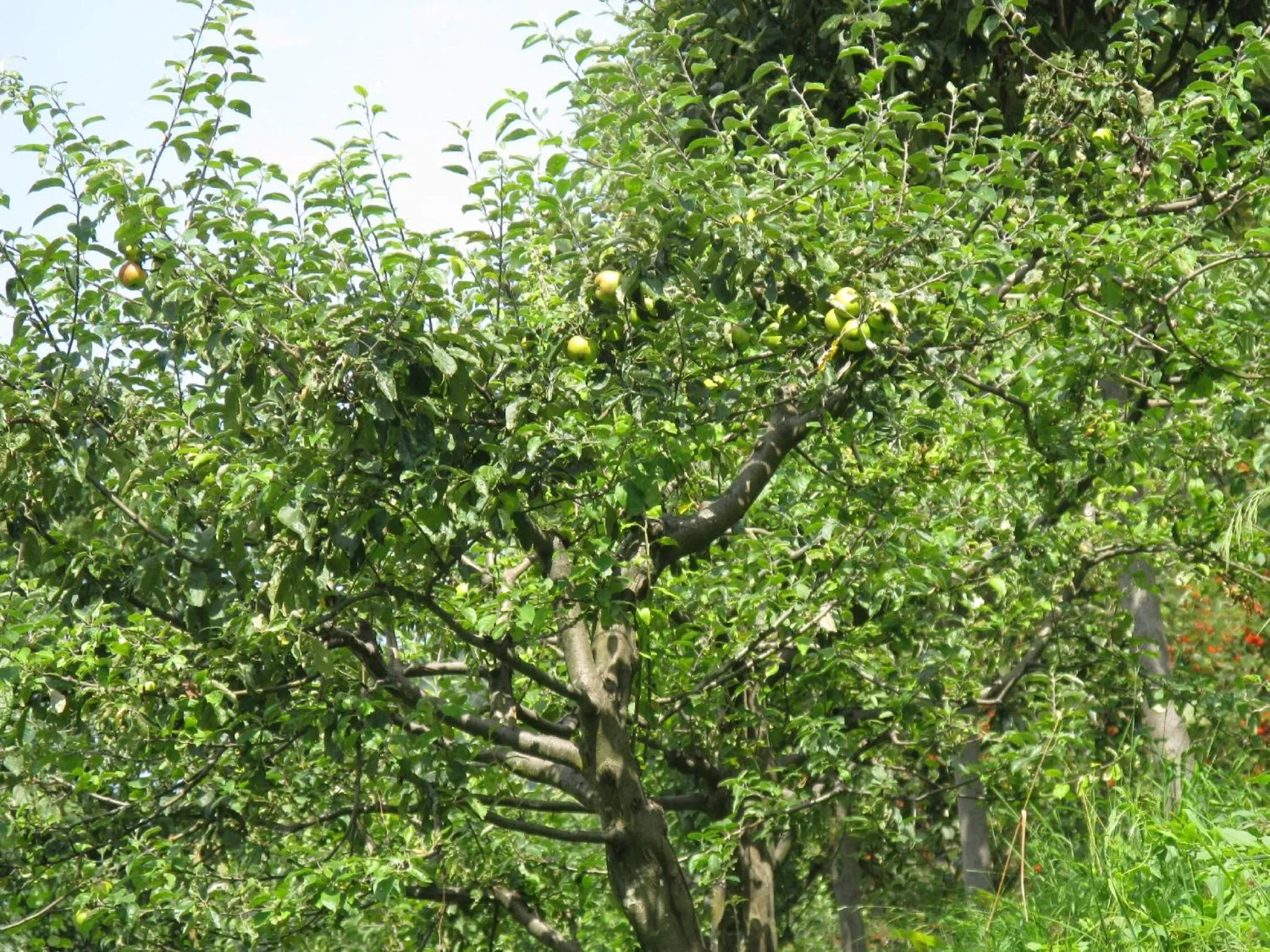 Garden in Agriturismo Al Marnich