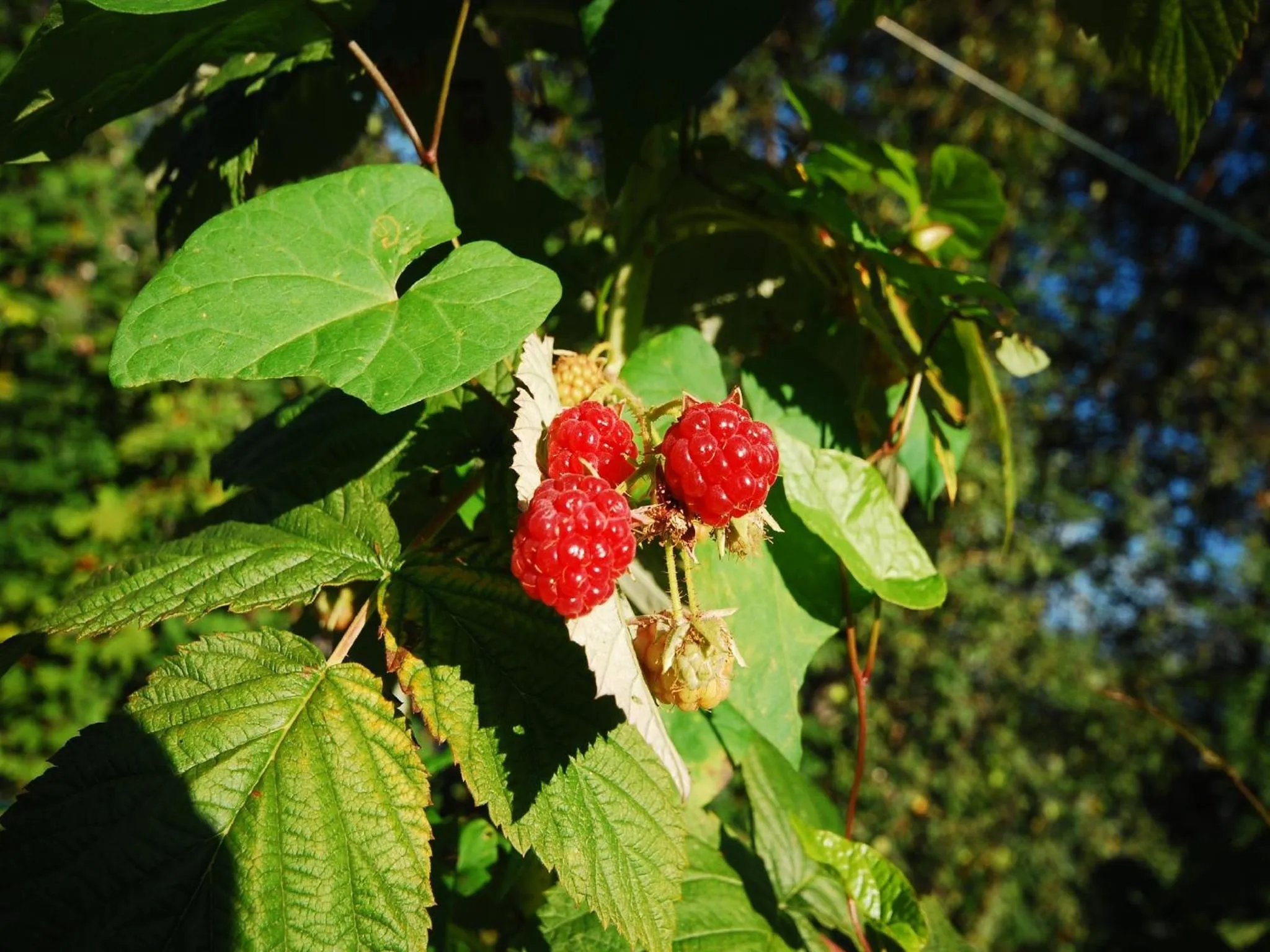 Garden in Agriturismo Al Marnich