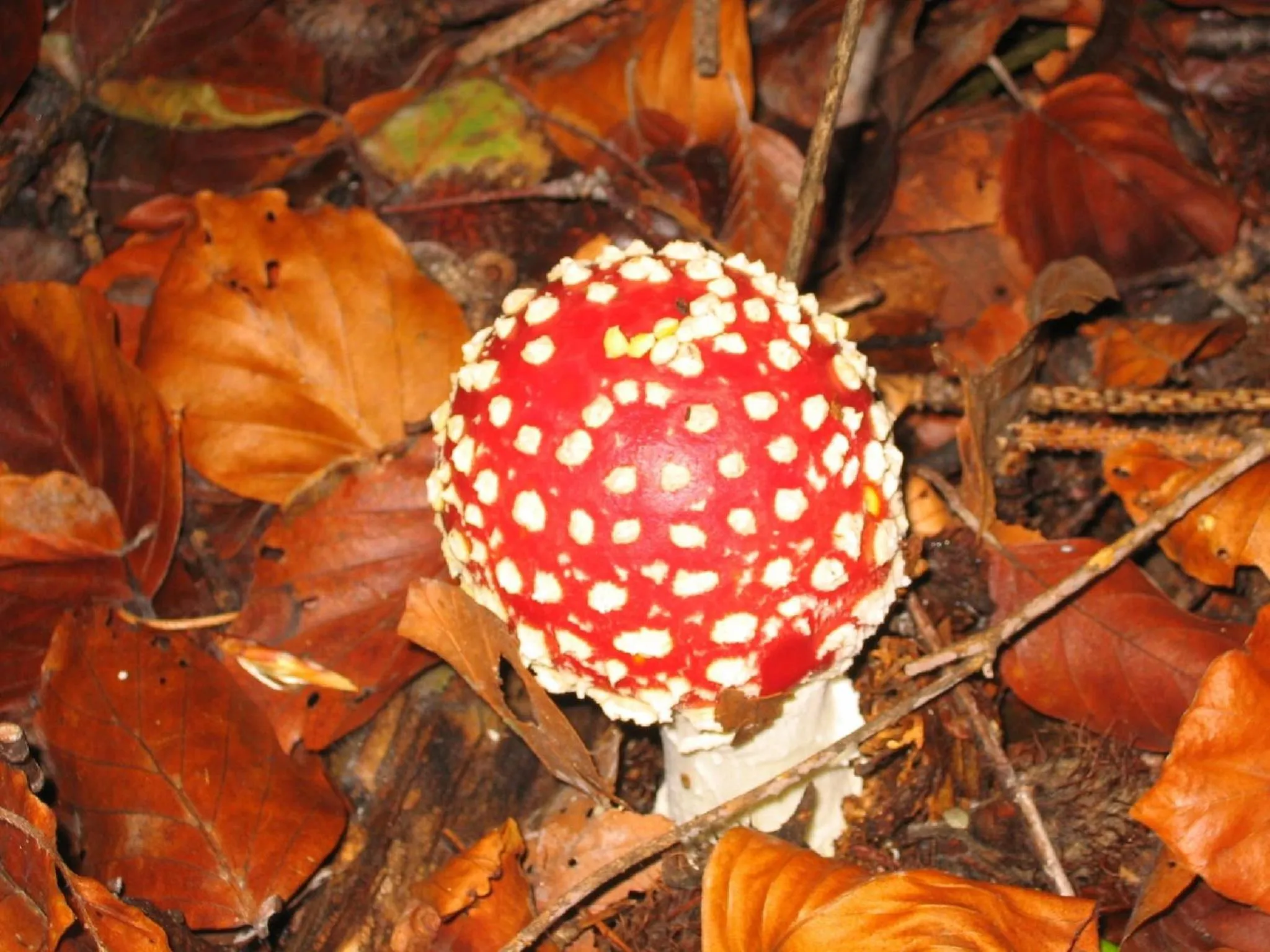 Other in Agriturismo Al Marnich