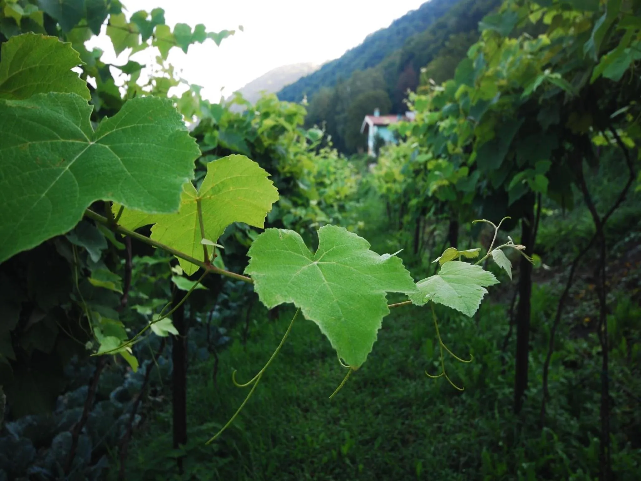Garden in Agriturismo Al Marnich