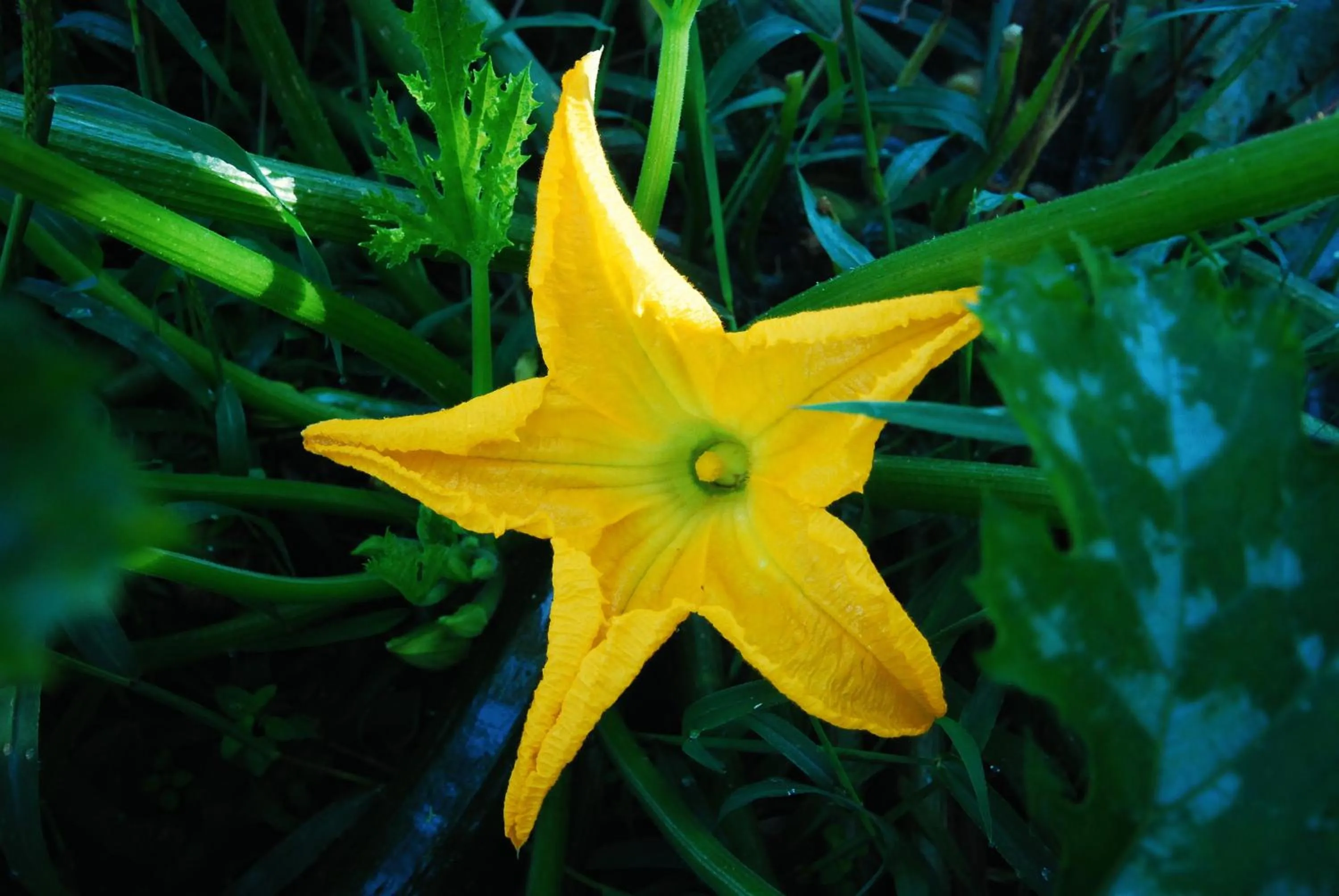 Garden in Agriturismo Al Marnich