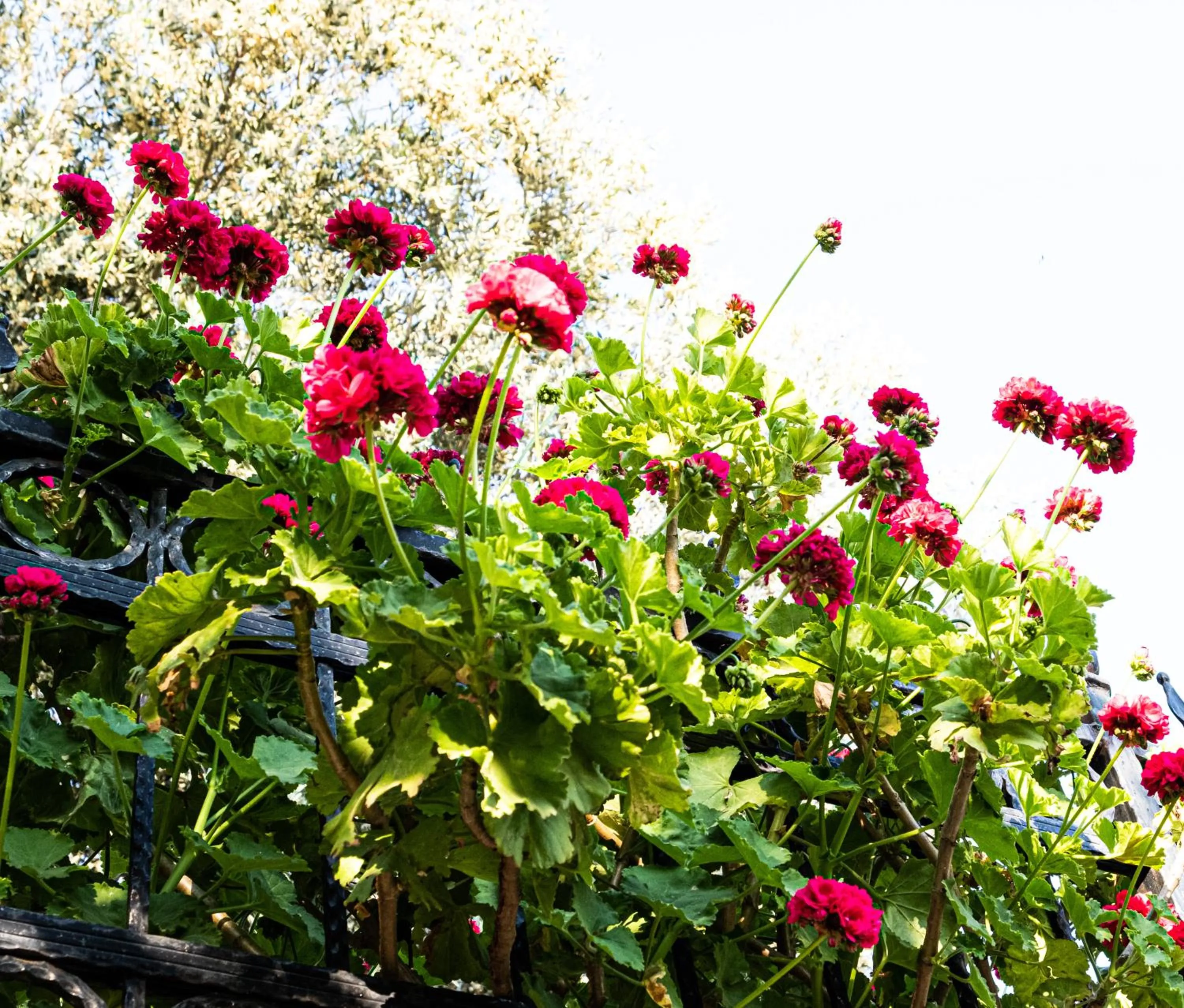 Garden in Casa Di Pietra