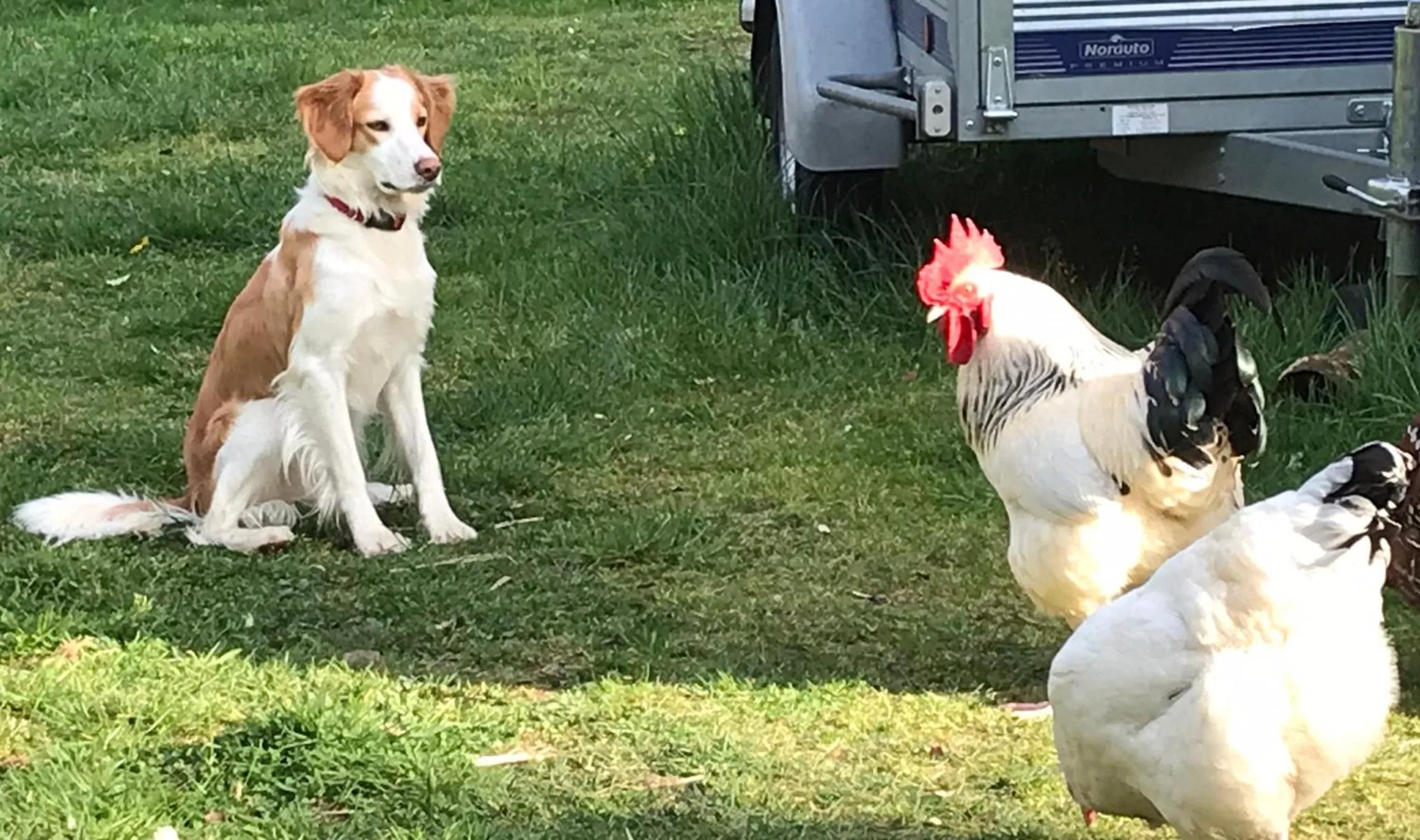 Animals in Il était une fois
