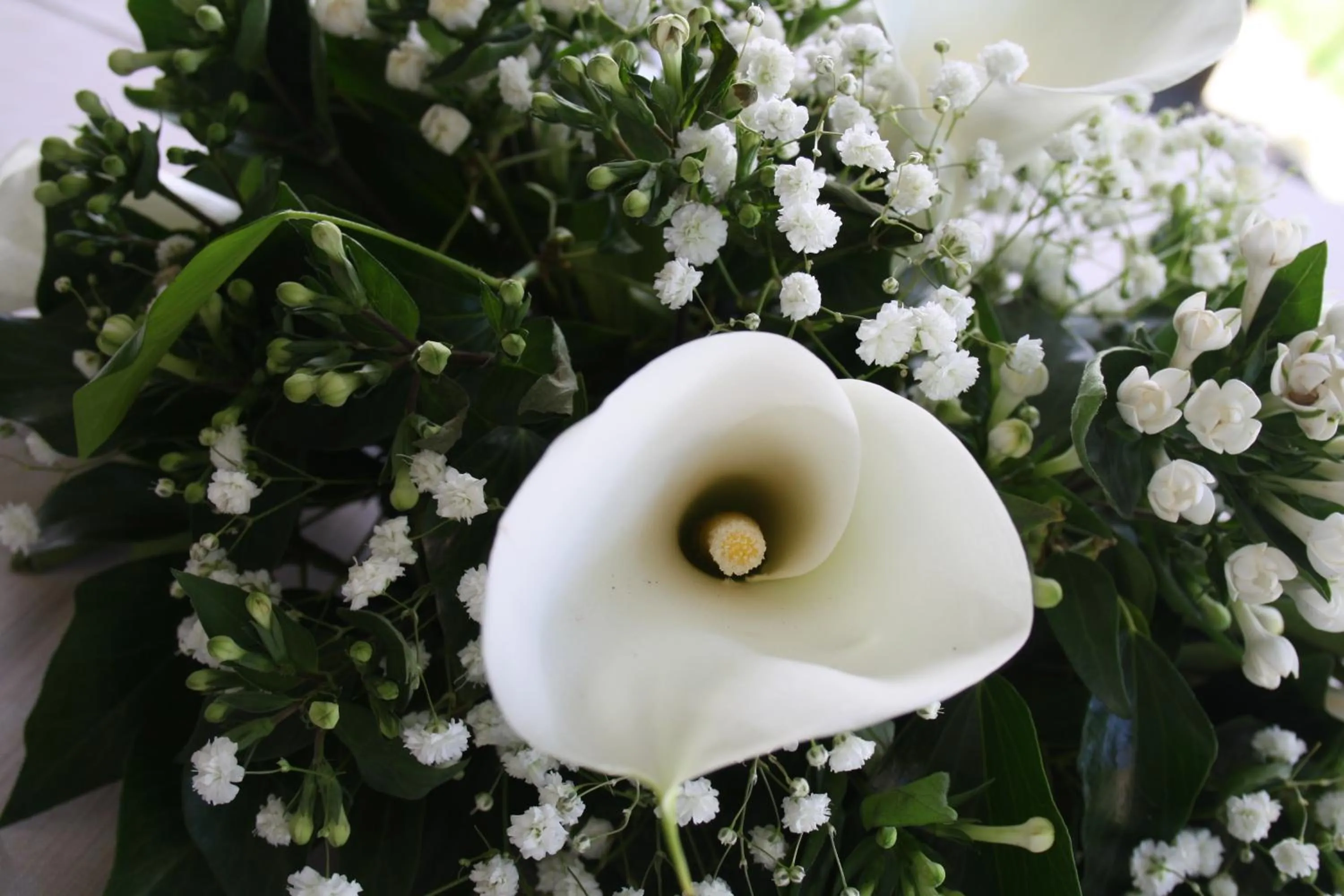 Garden in Hotel La Torre