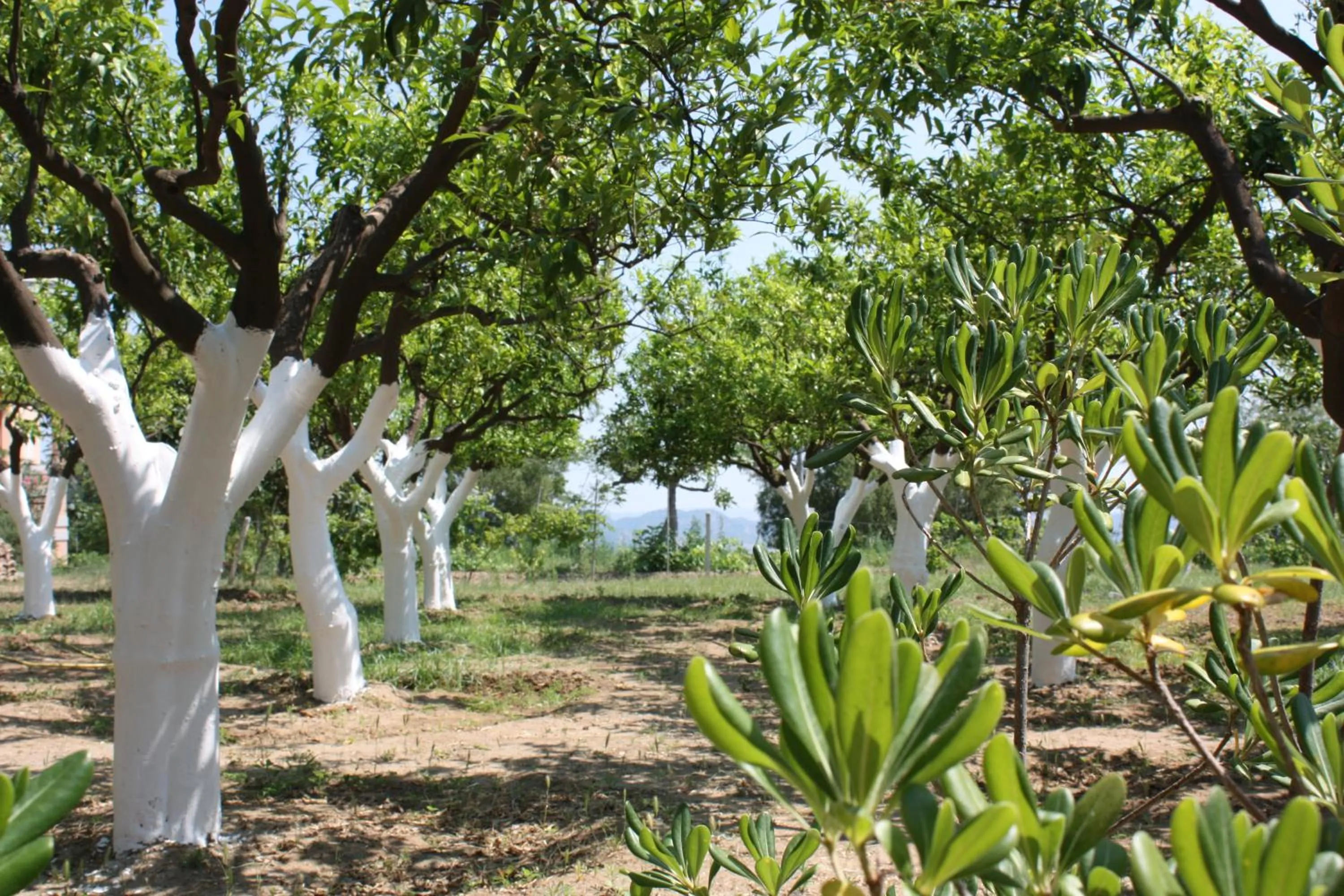 Azienda Agrituristica Le Puzelle
