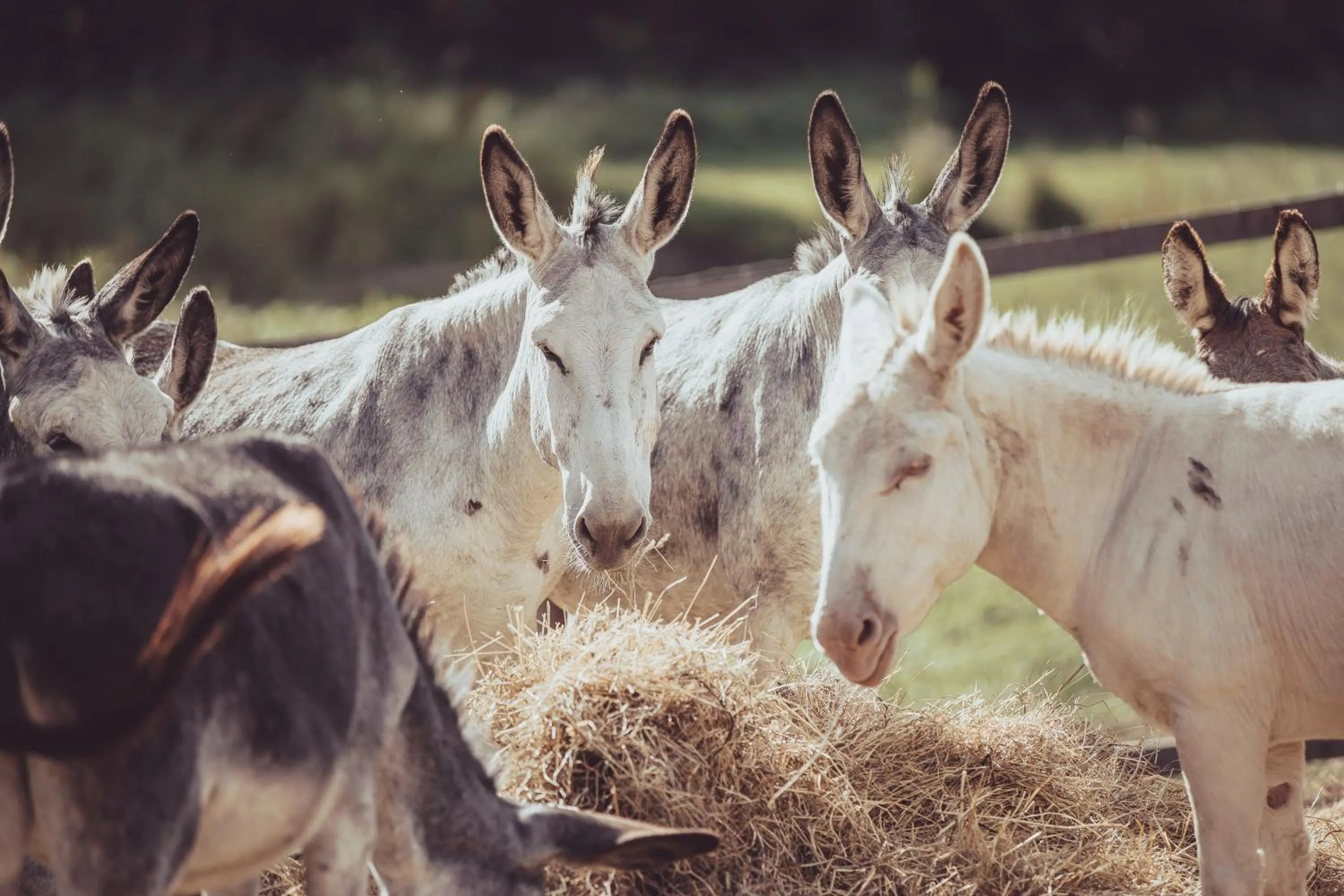 Animals in Hotel Hospodářský dvůr Bohuslavice