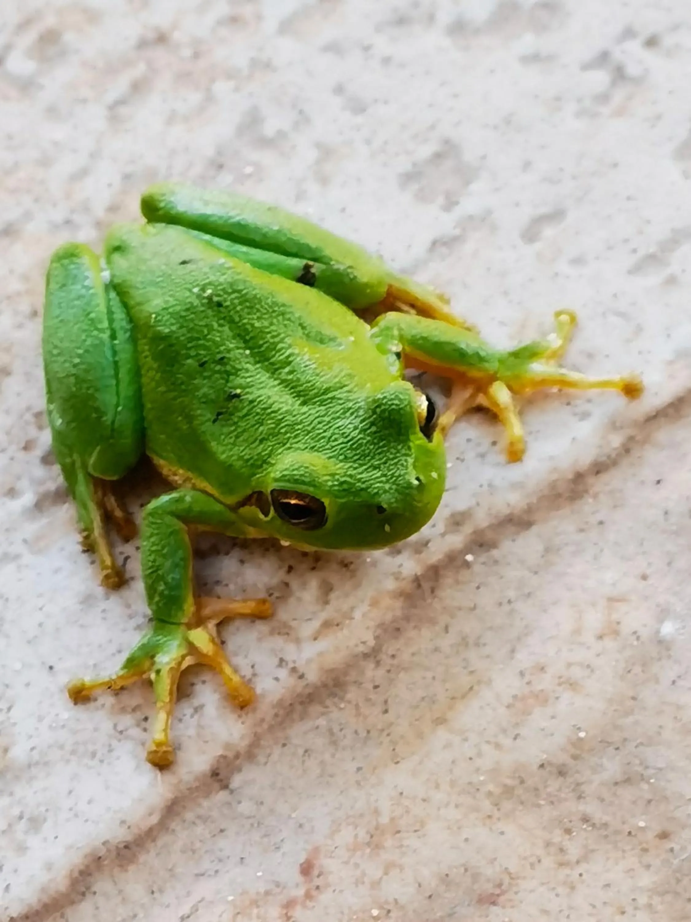Animals in La Corte degli Ulivi - Albergo Rurale