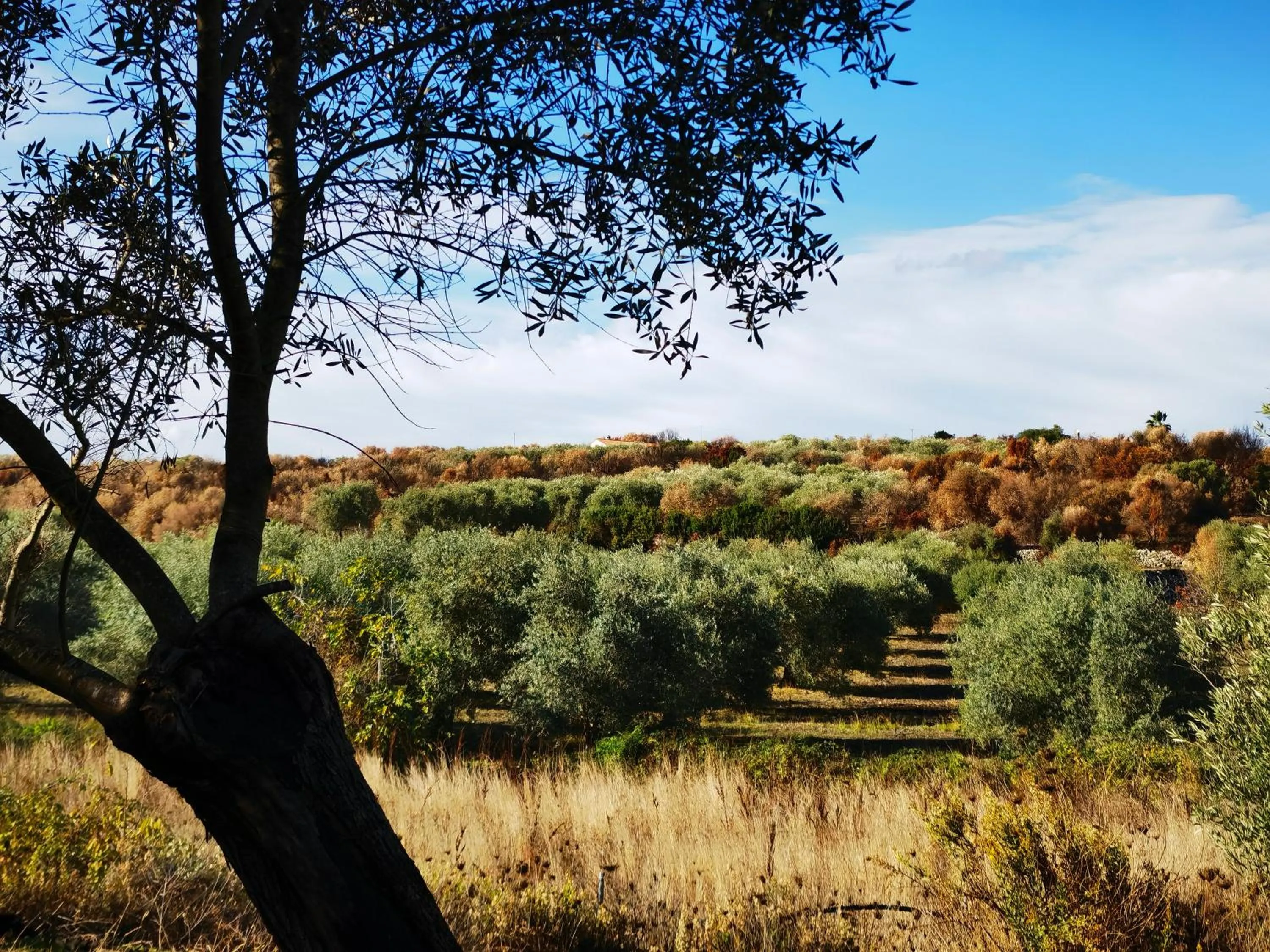Natural landscape in La Corte degli Ulivi - Albergo Rurale