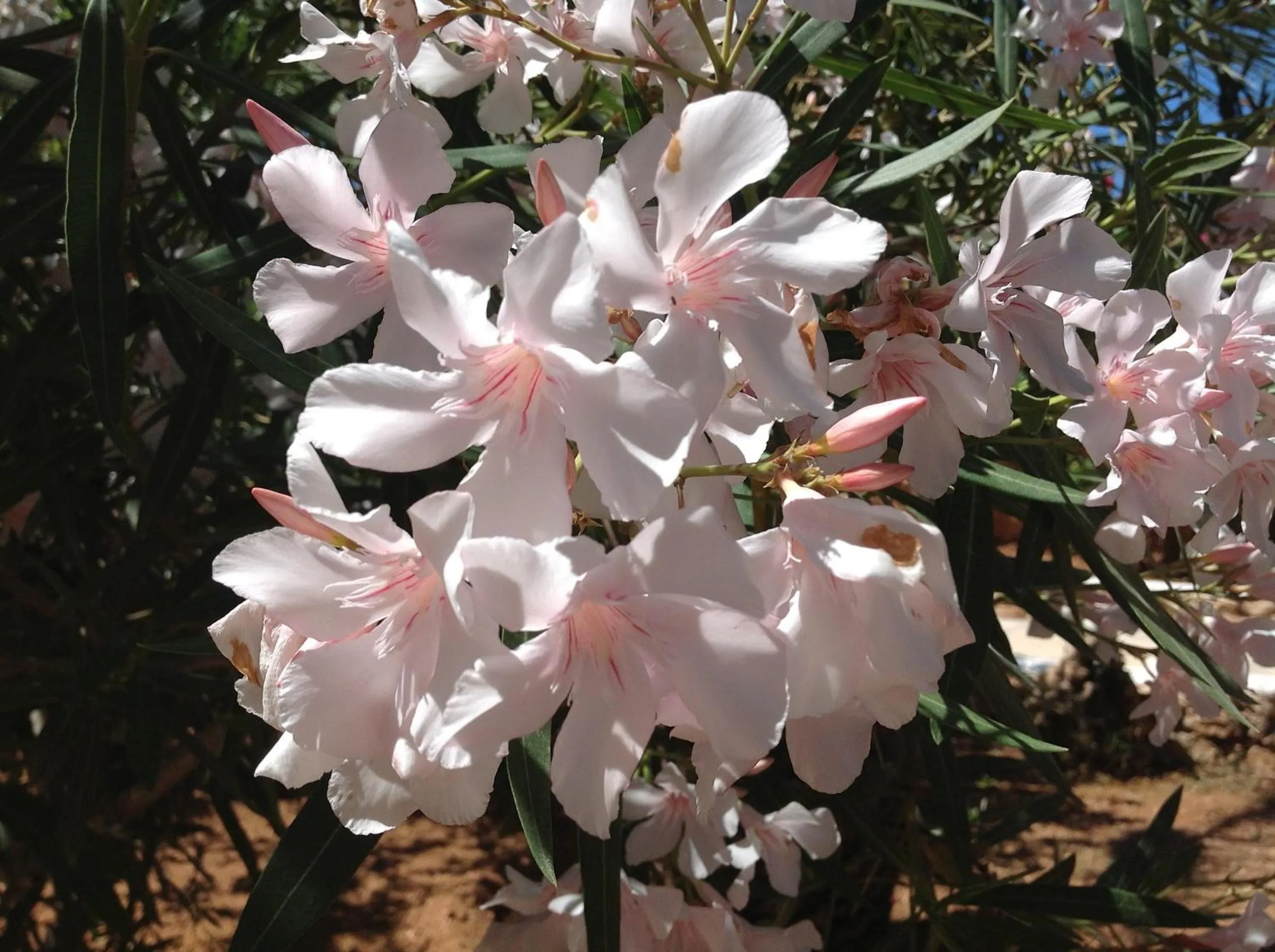 Garden in Cupola Bianca Resort