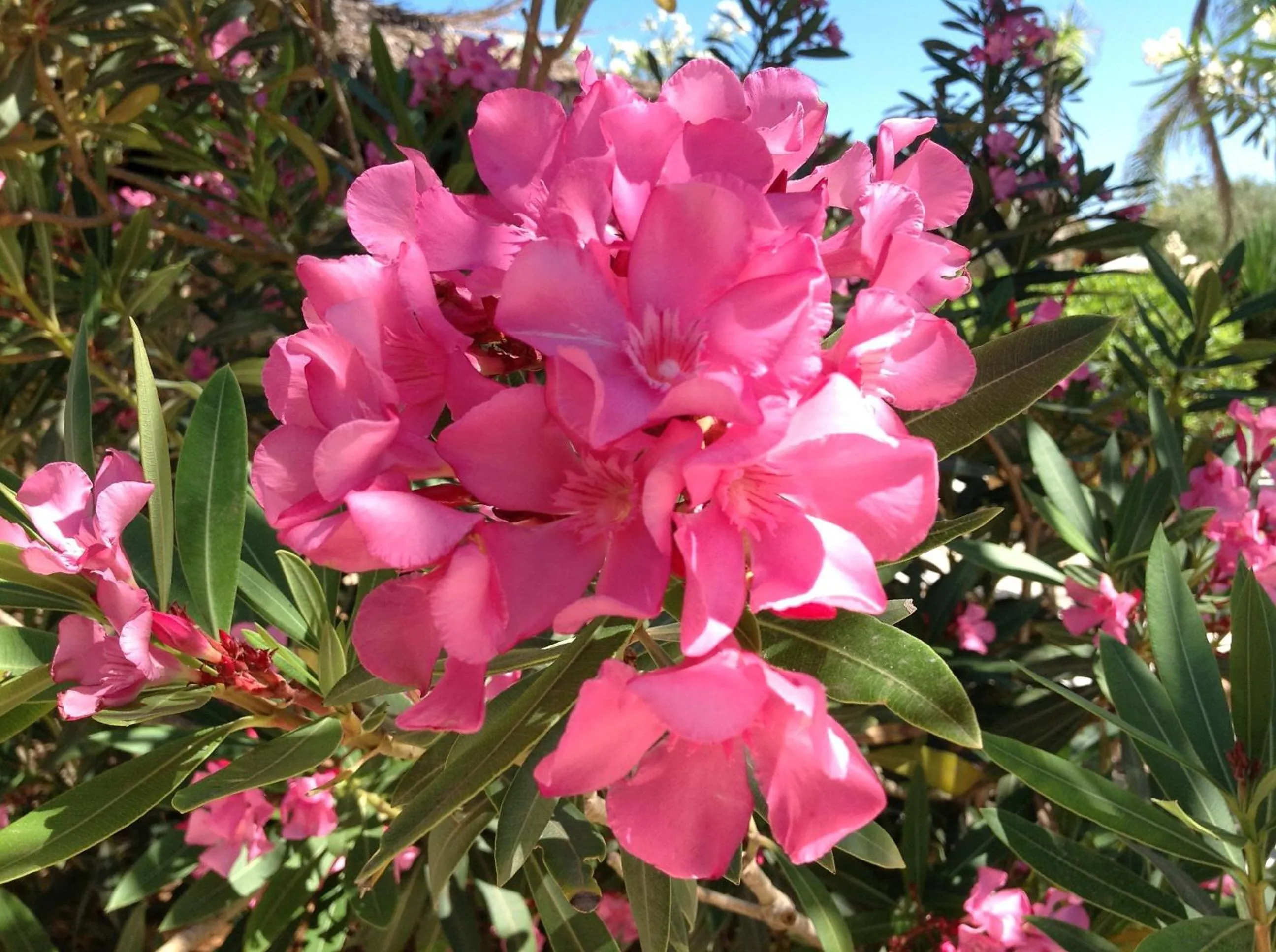 Garden in Cupola Bianca Resort