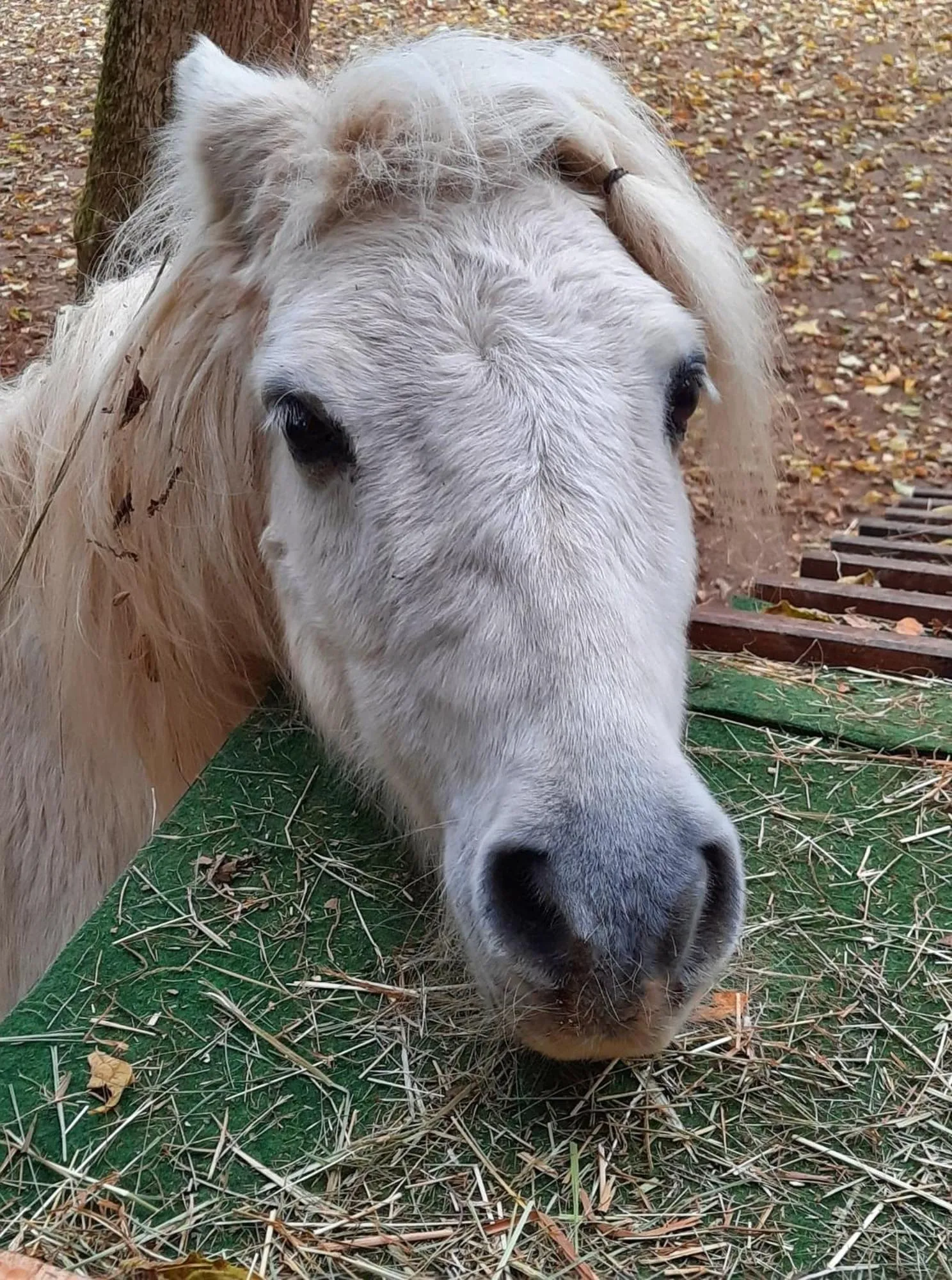Animals in B&B Emmylou