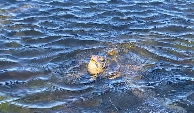 Beach in Black Sands Beach Condo with Full Kitchen