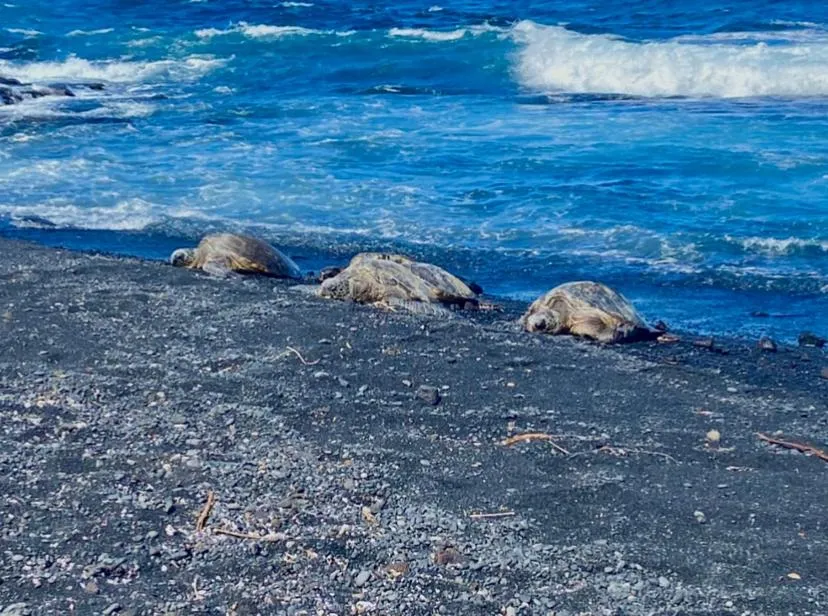 Natural landscape in Black Sands Beach Condo with Full Kitchen