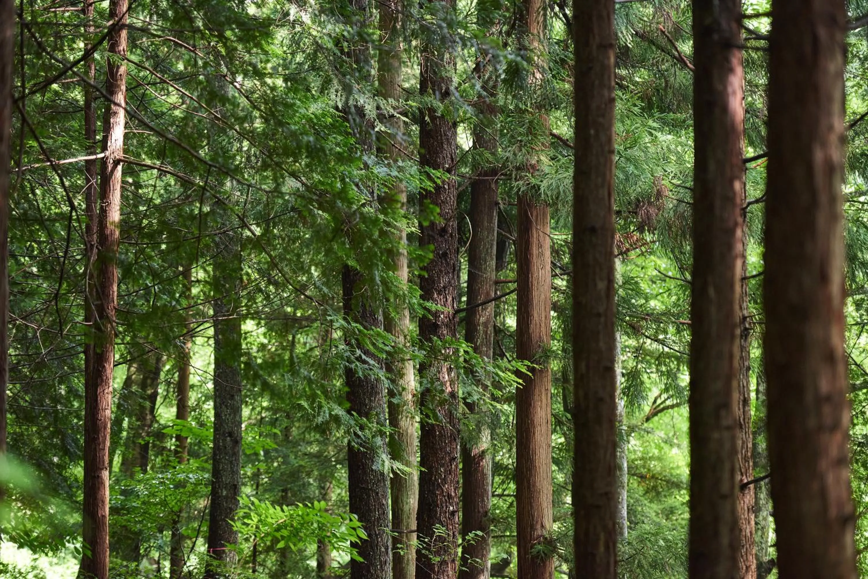 Neighbourhood in BYAKU Narai